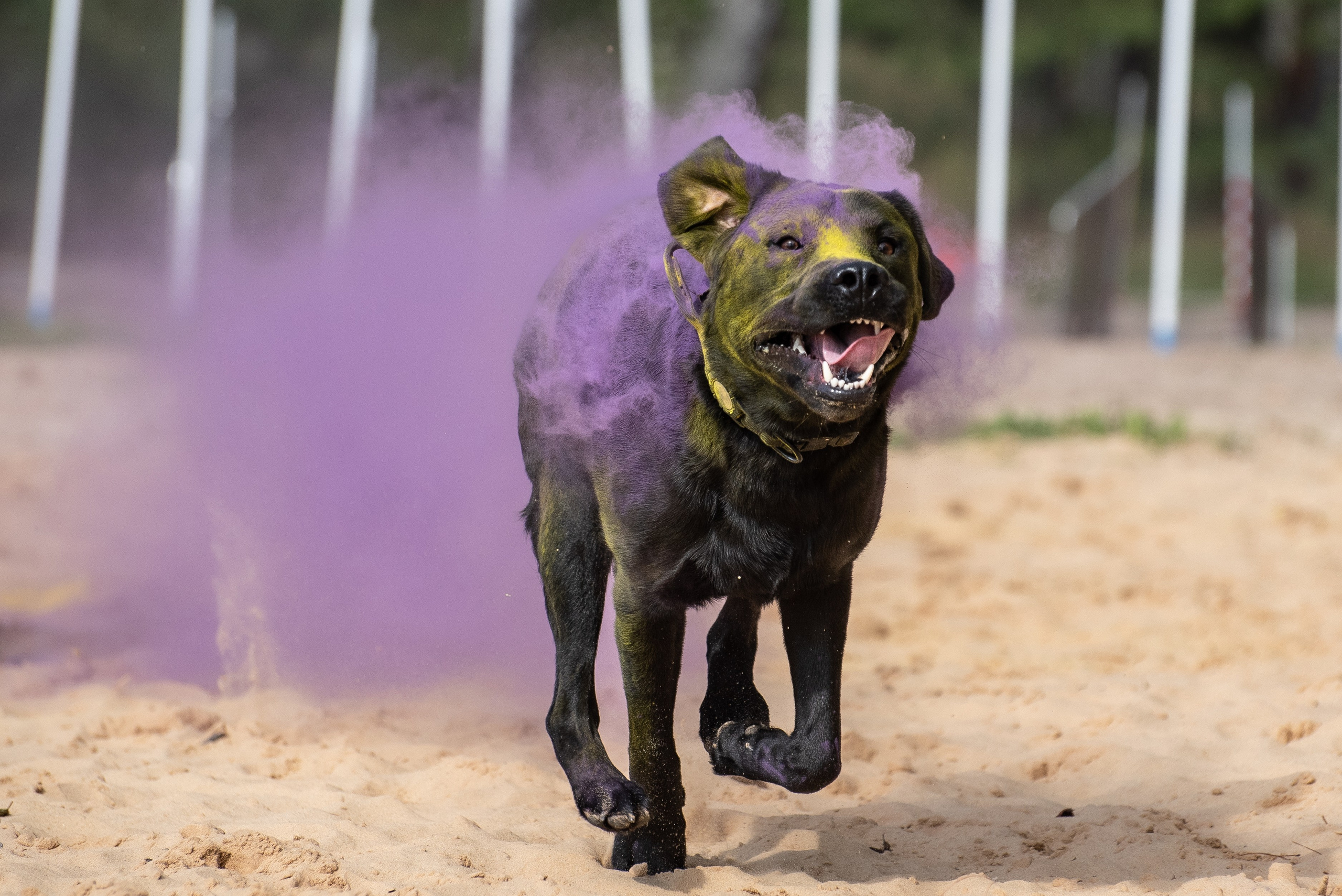 Фотосессия краски холи с собакой. Фотограф Макс Огурцов в Нижнем Новгороде