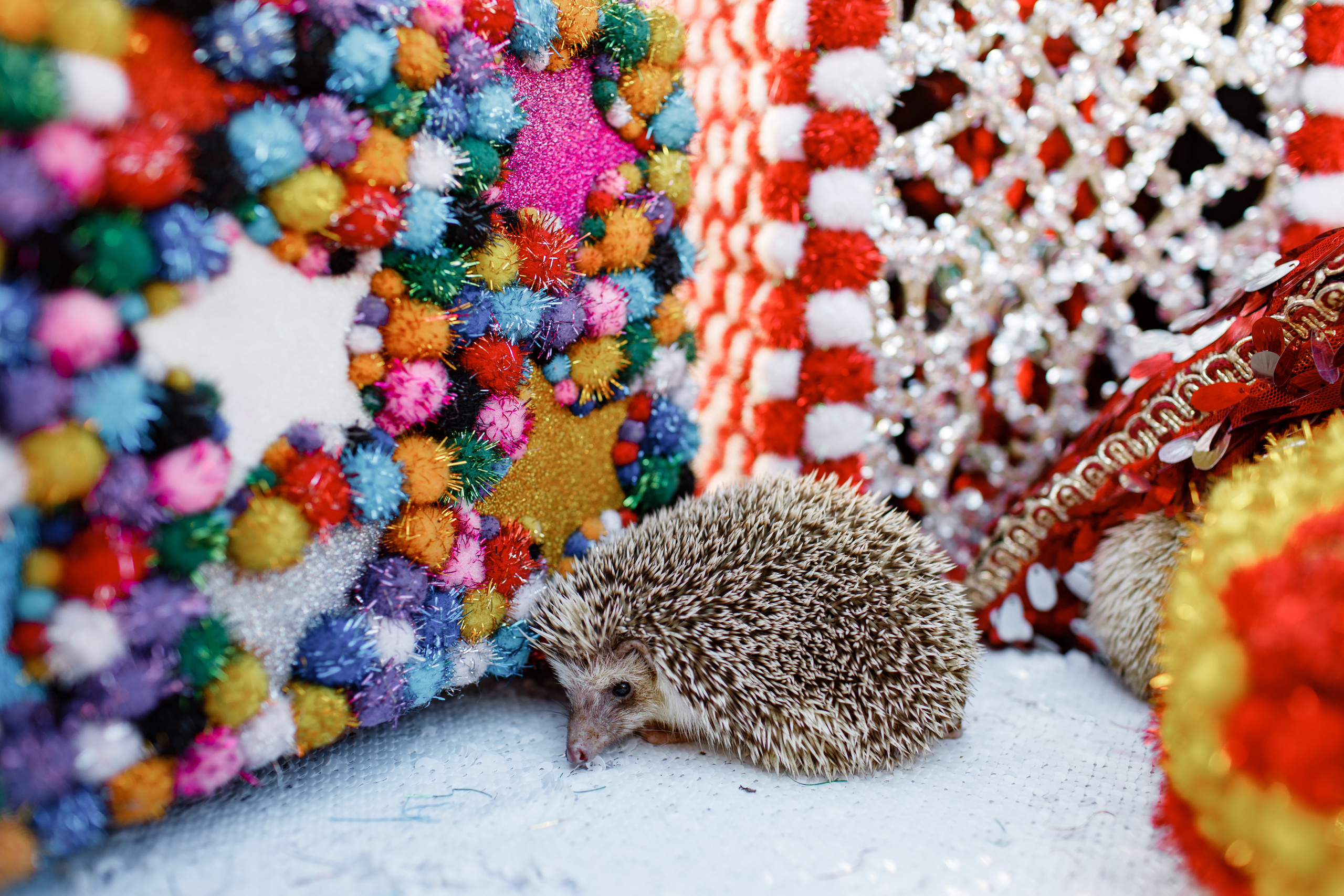 Семёну 5 лет. Свадебный и семейный фотограф