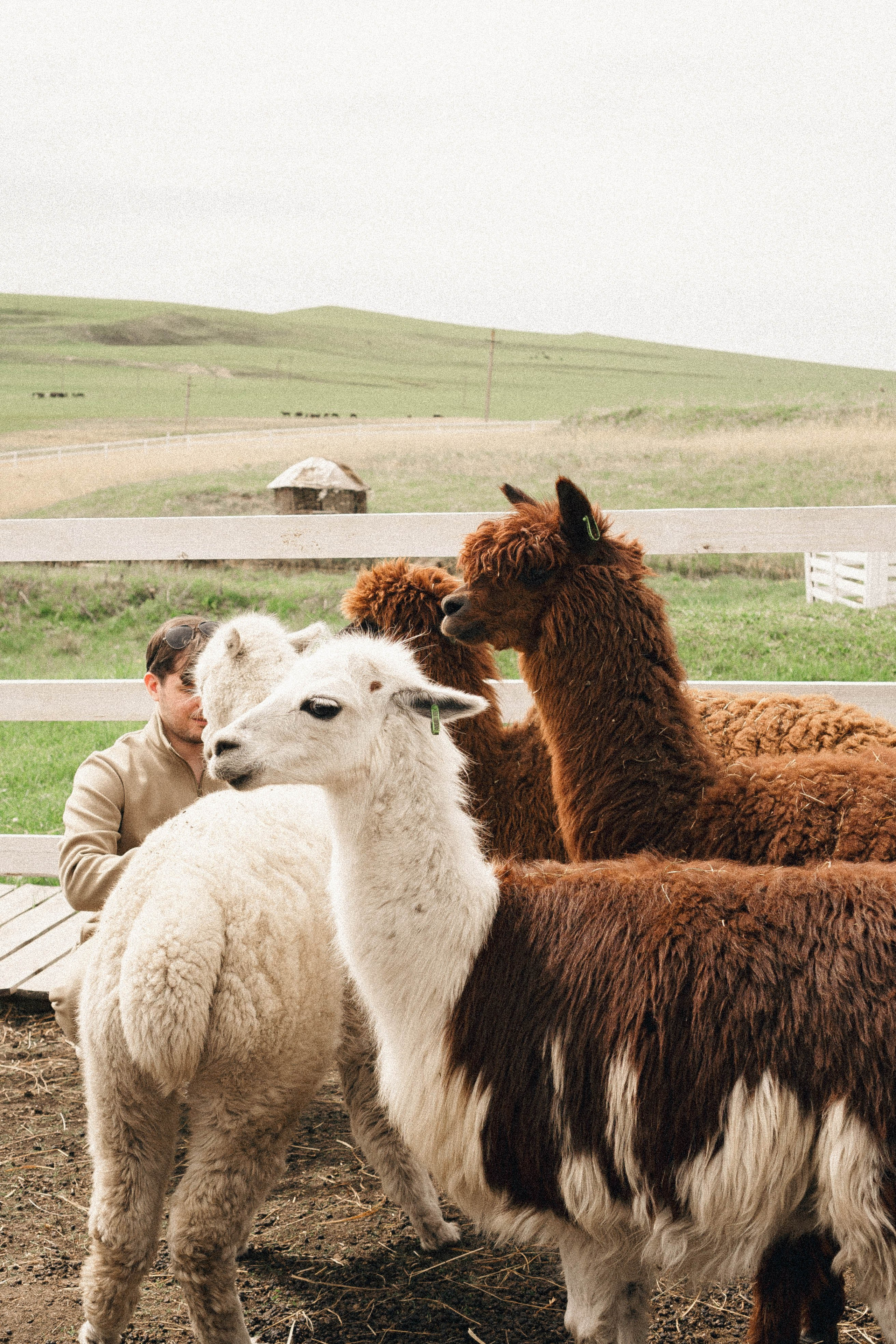 Ферма Альпак. Профессиональный фотограф, Санкт-Петербург — Виктория Богомолова