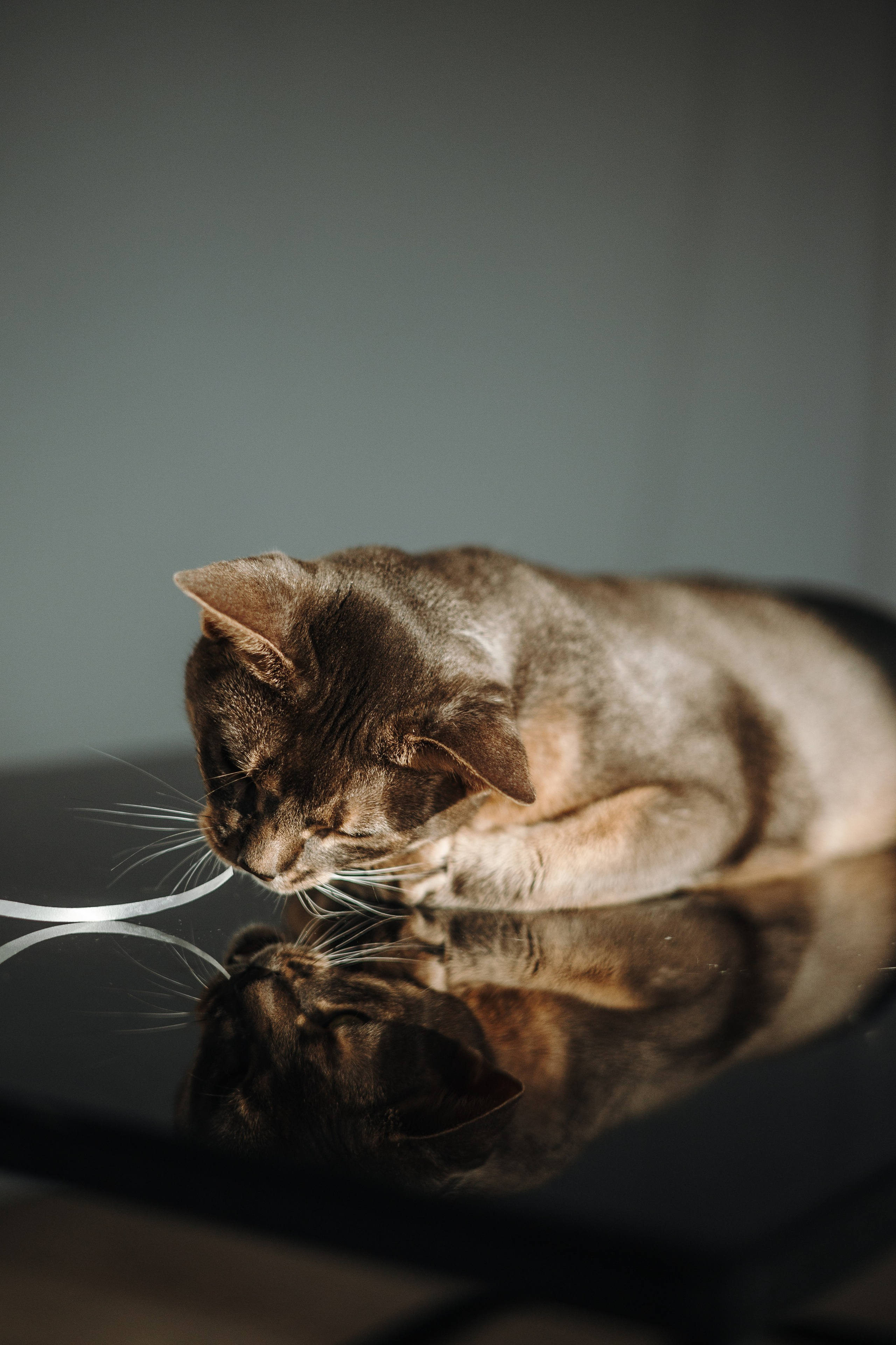 Циско и его семья. Фотограф — Анималист | Санкт-Петербург