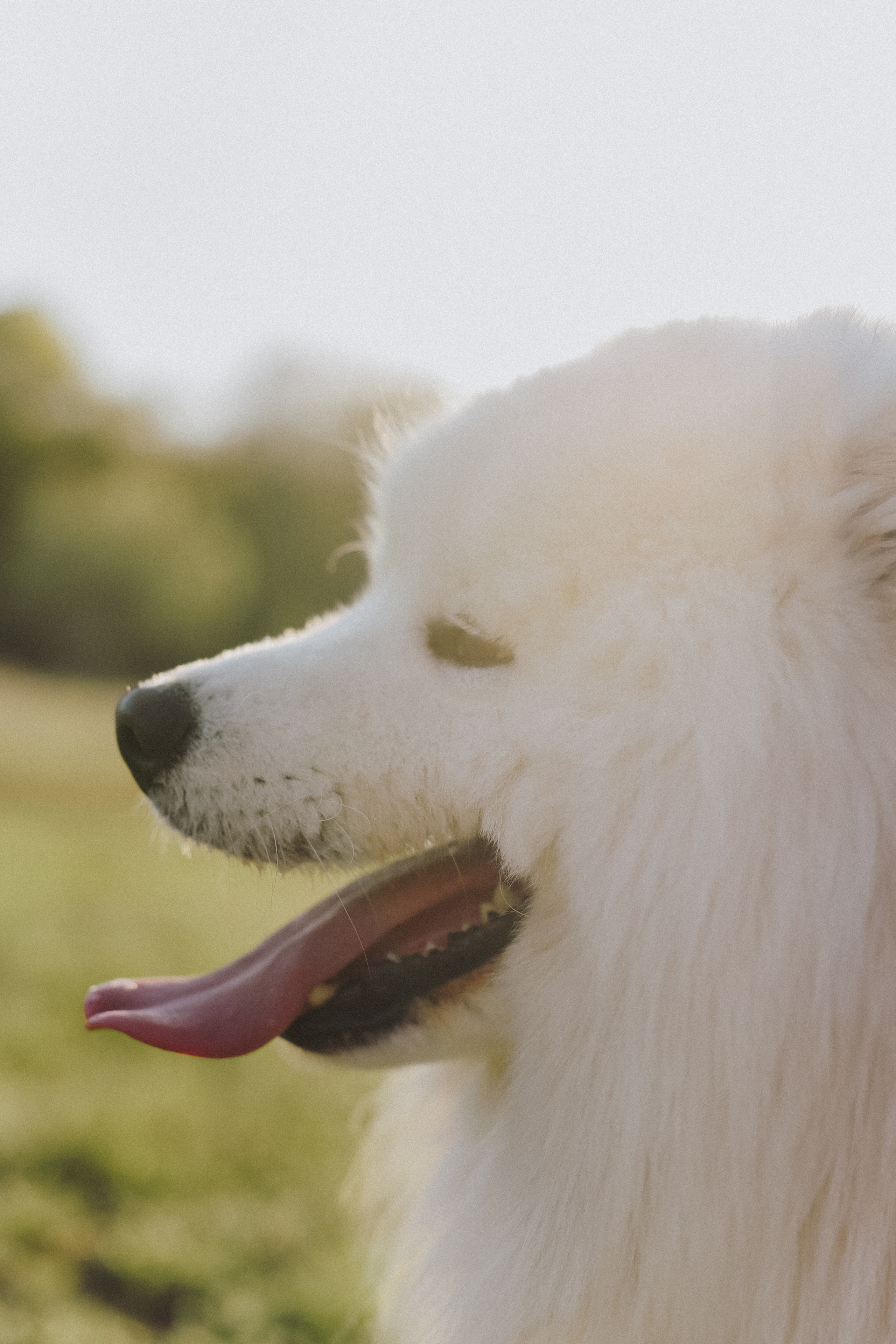 Антоша, Катюша, Платоша и Саша. Свадебный и семейный фотограф Волгоград Москва