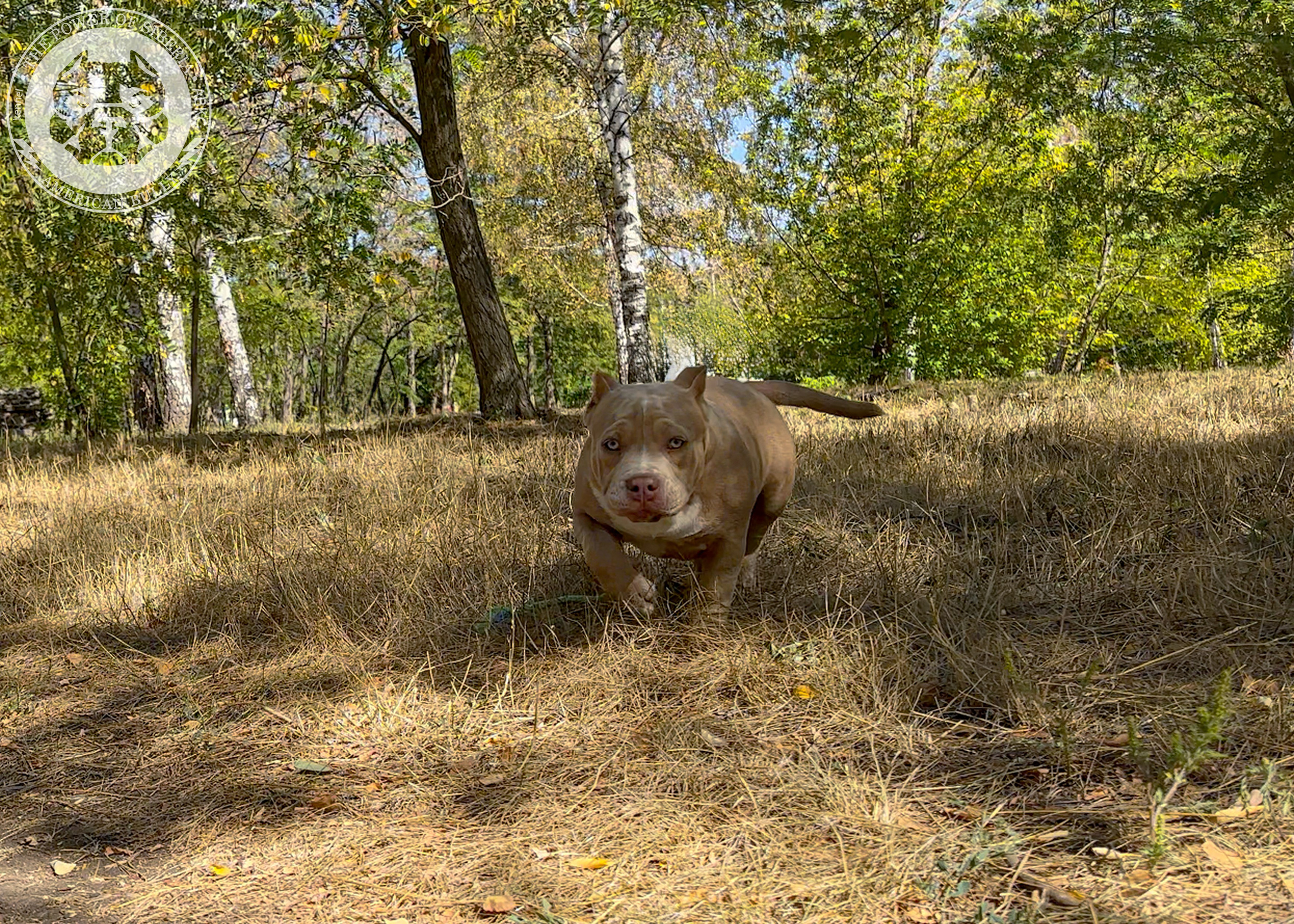 Помет Каспер и Тагира. 21.04.25. Американский Булли в г. Ростов-на-Дону. Питомник THE POWER OF SIBERIA