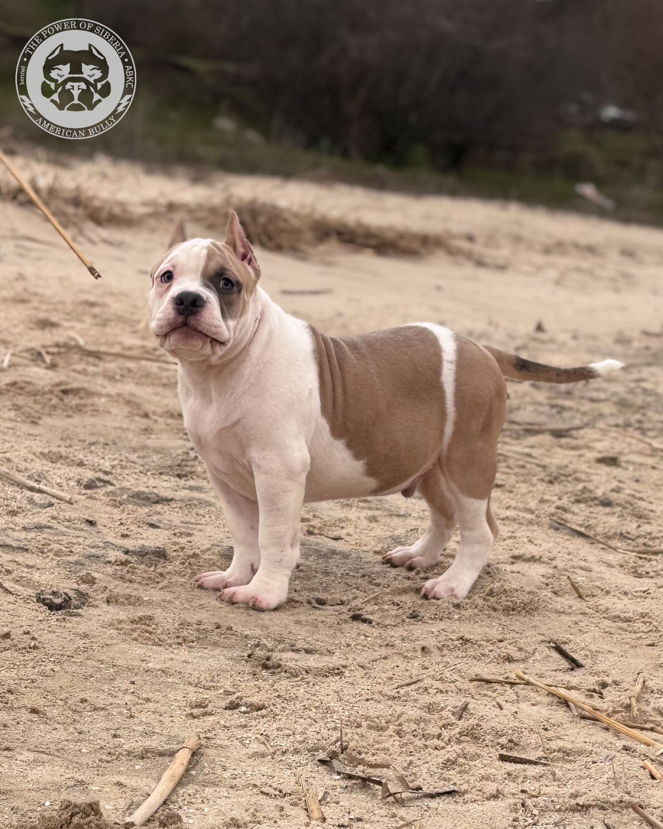 Свободные щенки Американский Булли, в типах покет, классик, стандарт. Американский Булли в г. Ростов-на-Дону. Питомник THE POWER OF SIBERIA