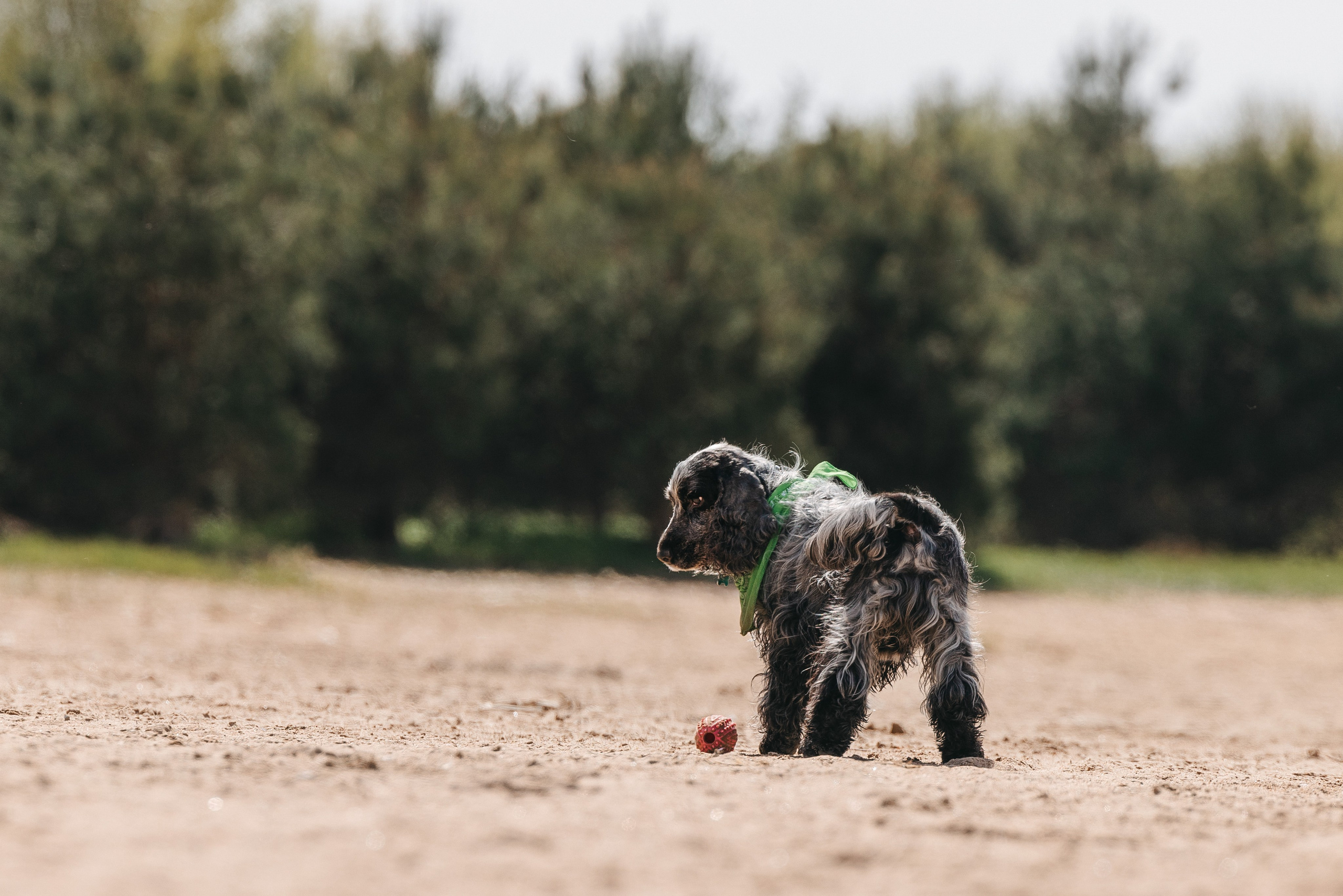 Спанимания. Фотограф анималист Осипчикова Мария