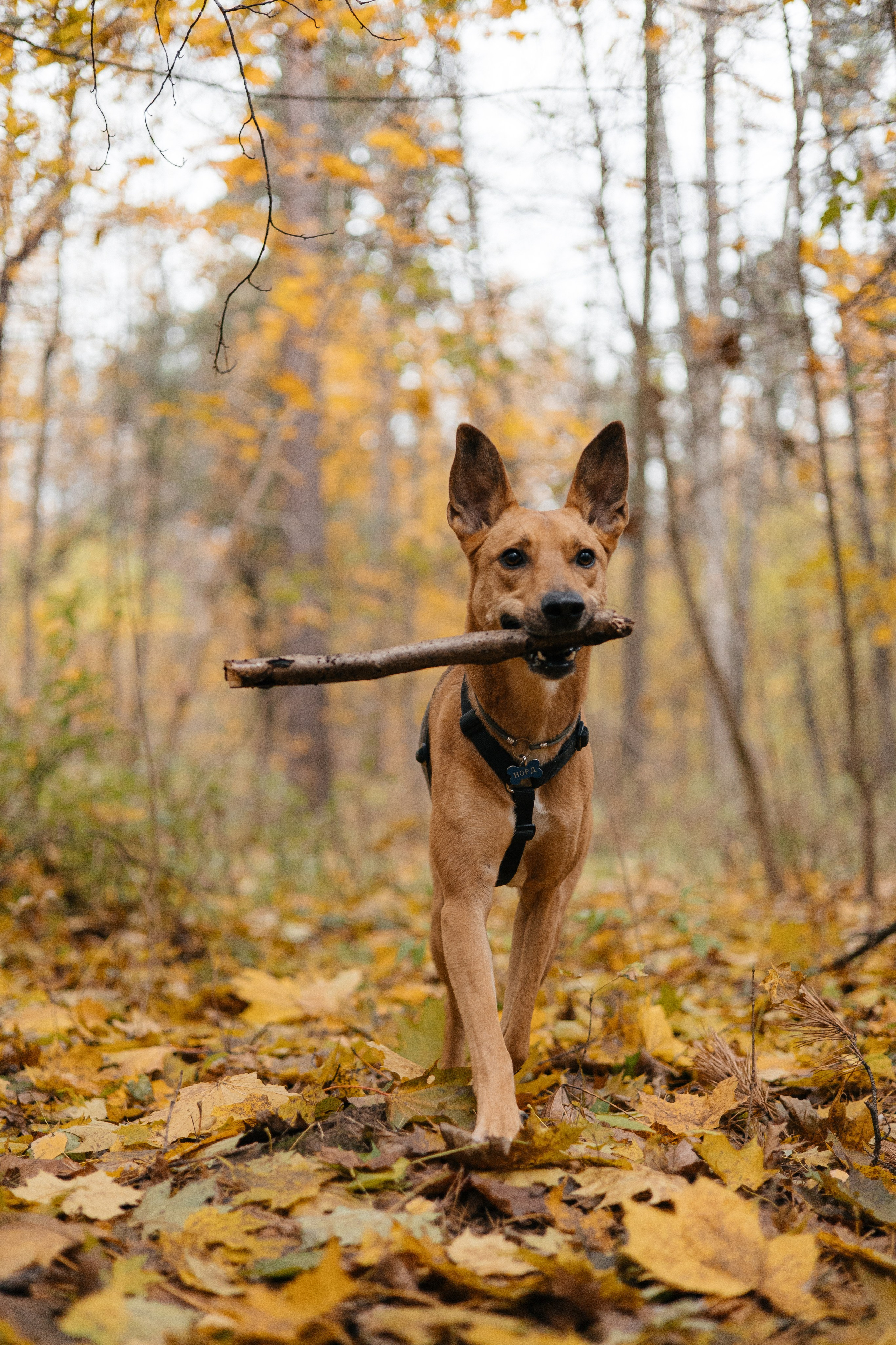 Нелли, Лёша, Рэй и Норд. Фотограф Анна Луценко Москва