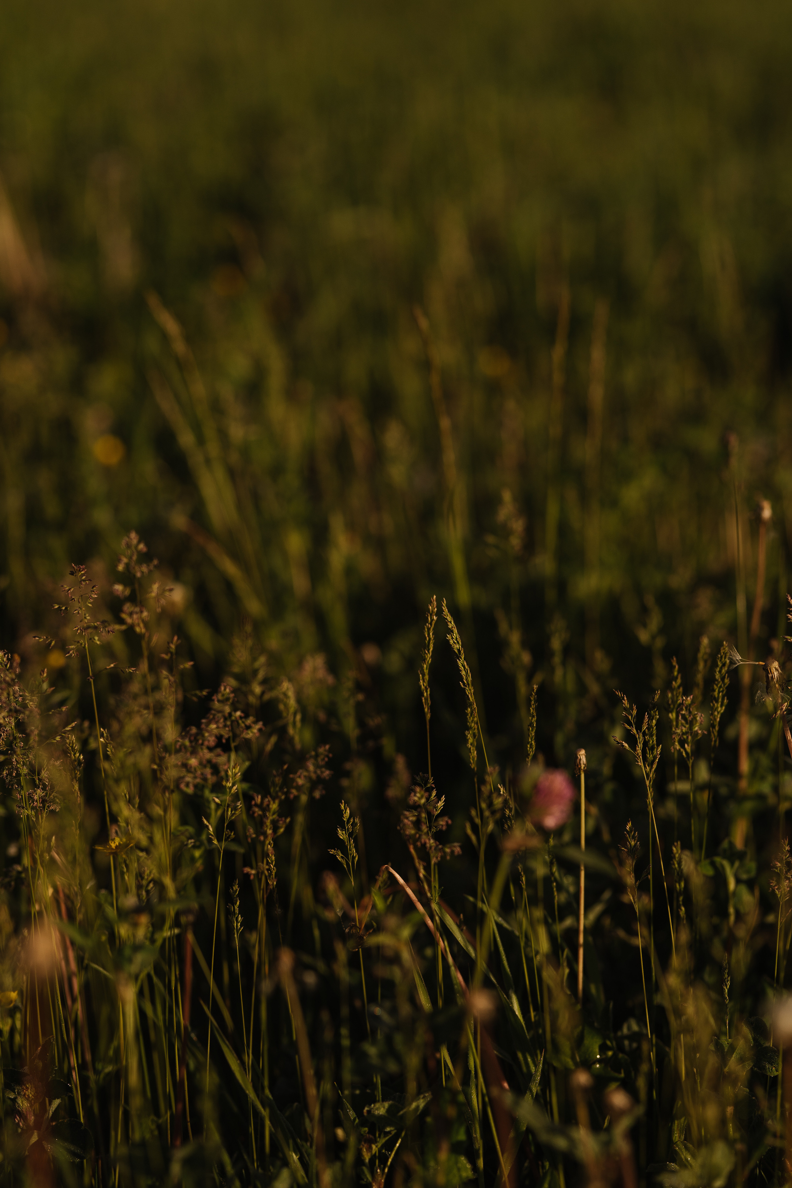 На рассвете. Искренний фотограф