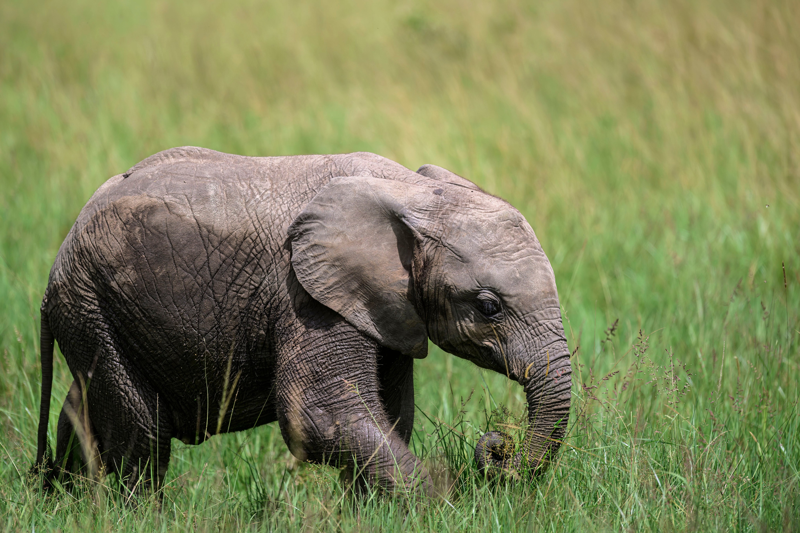 Кения. Wildlife photography by Sergey Puponin