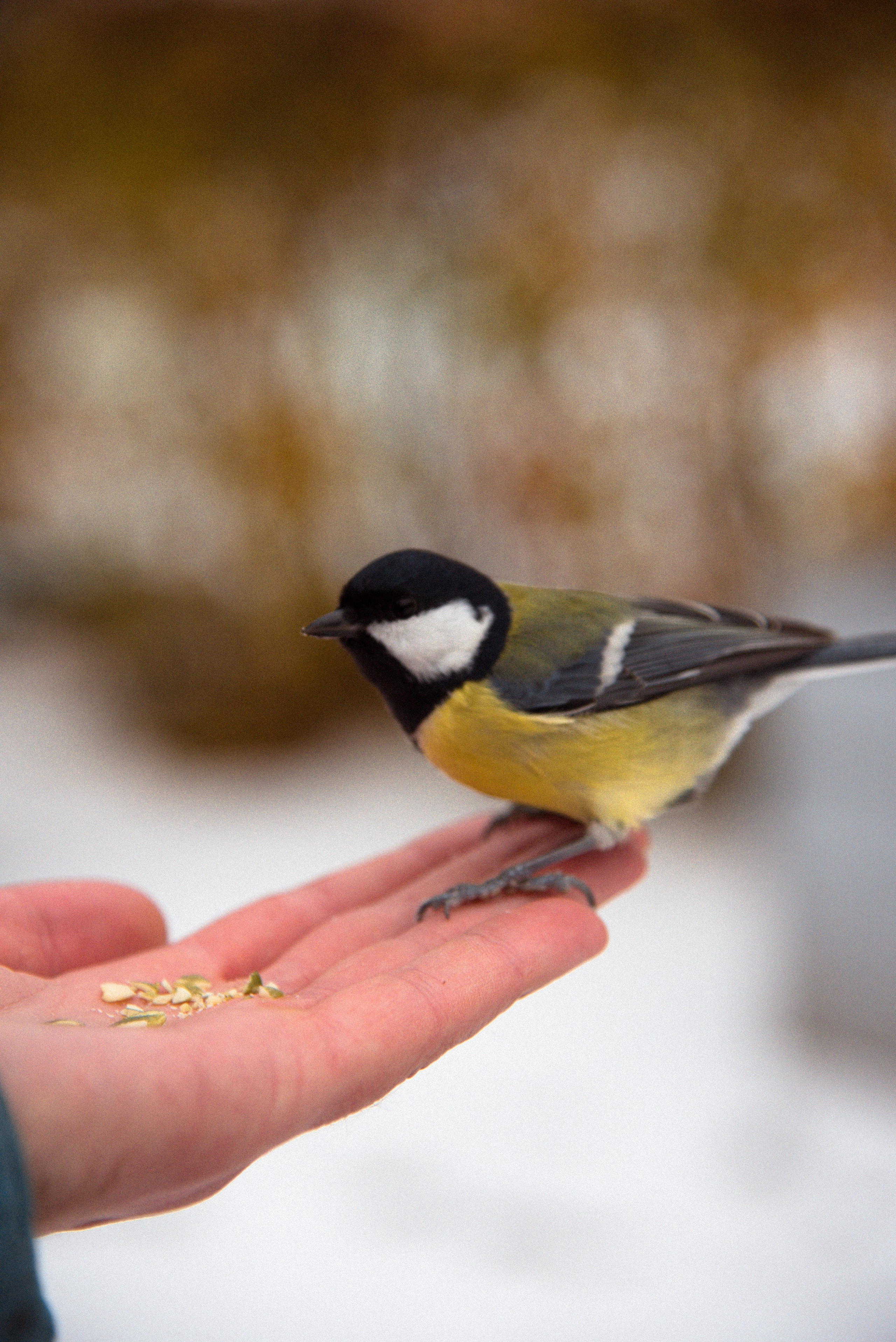 Оля. Свадебный и семейный фотограф с Санкт-Петербурге Ольга Стрижакова