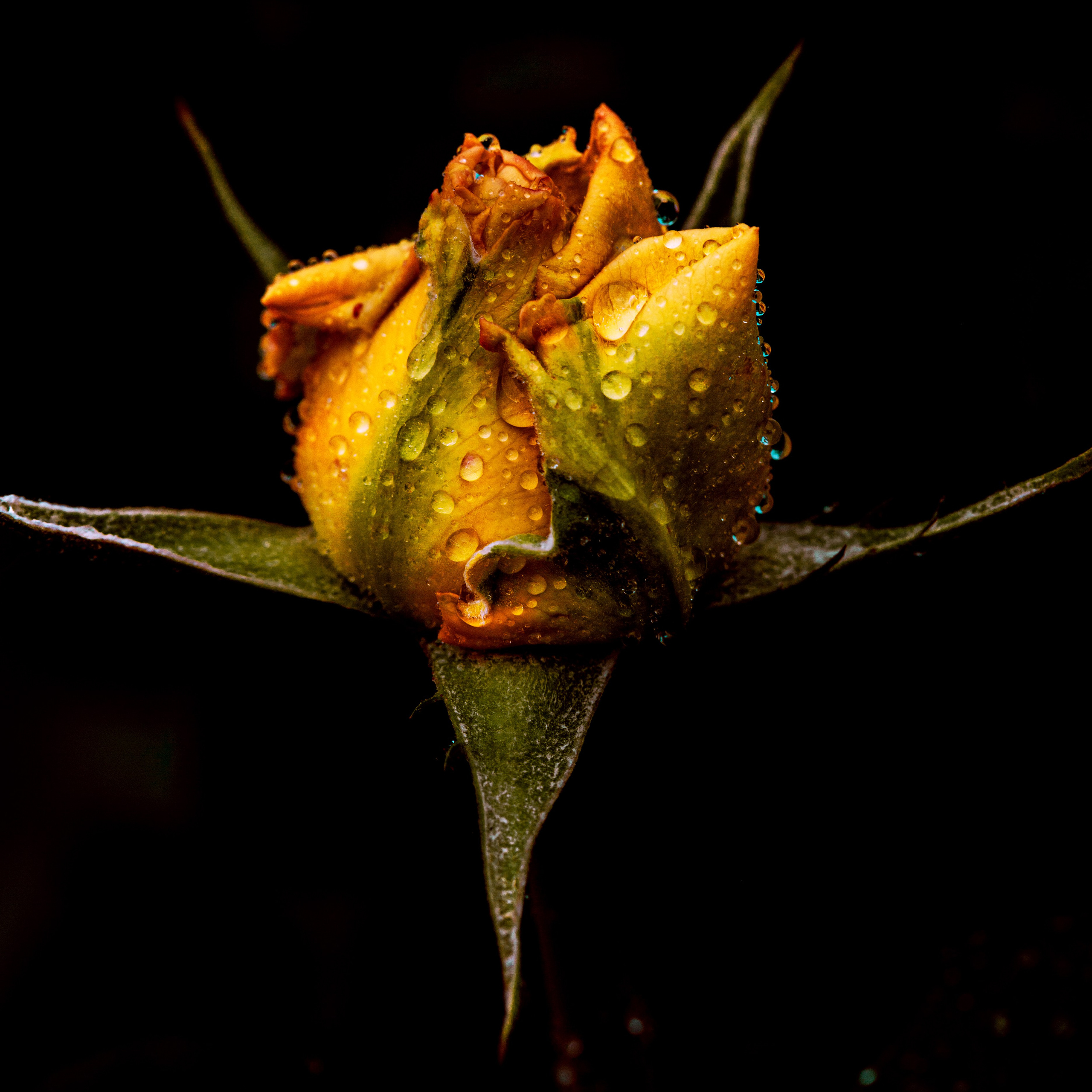 Цветы это всегда красиво. Медиапродюсер, фотограф в Минеральных Водах —Виктор Холодов
