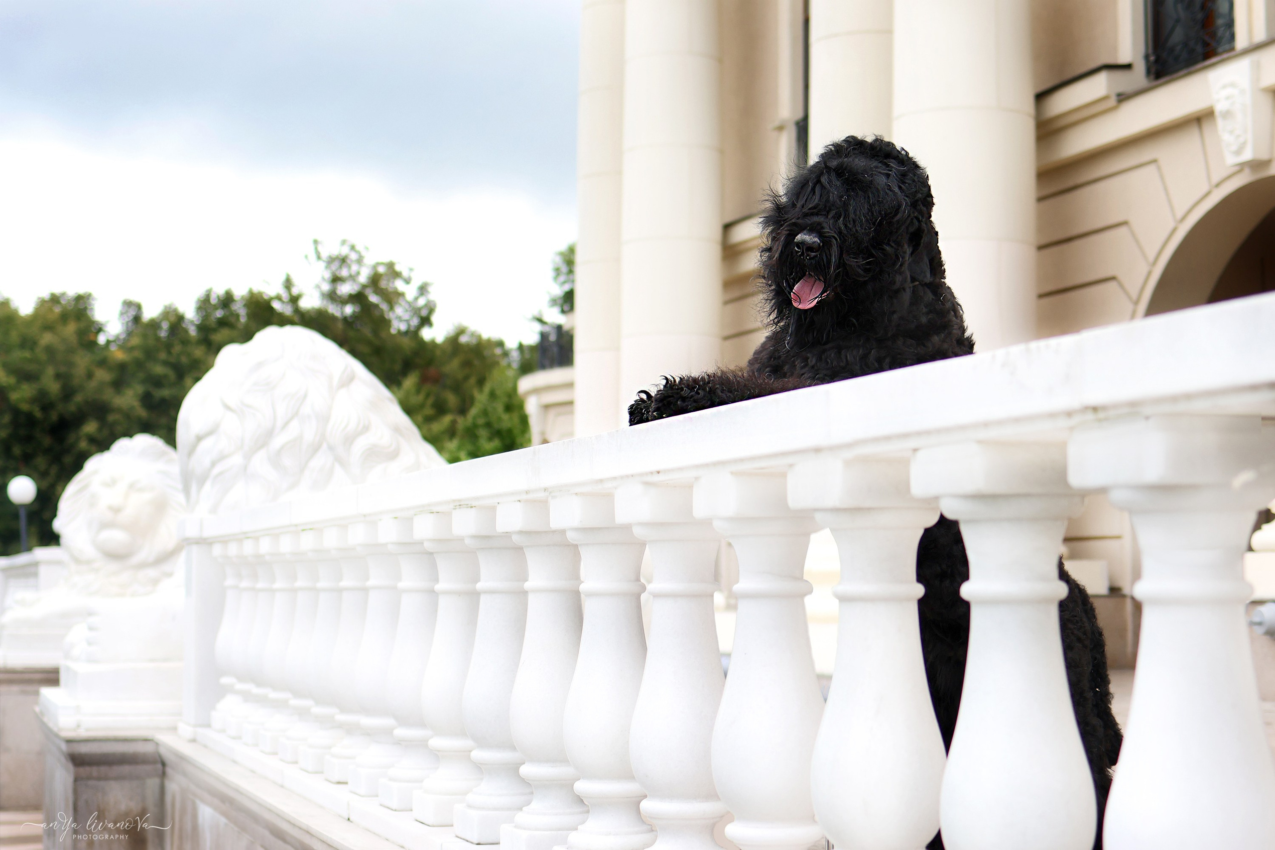 РЧТ. Фотограф анималист Аня Ливанова | Рыбинск