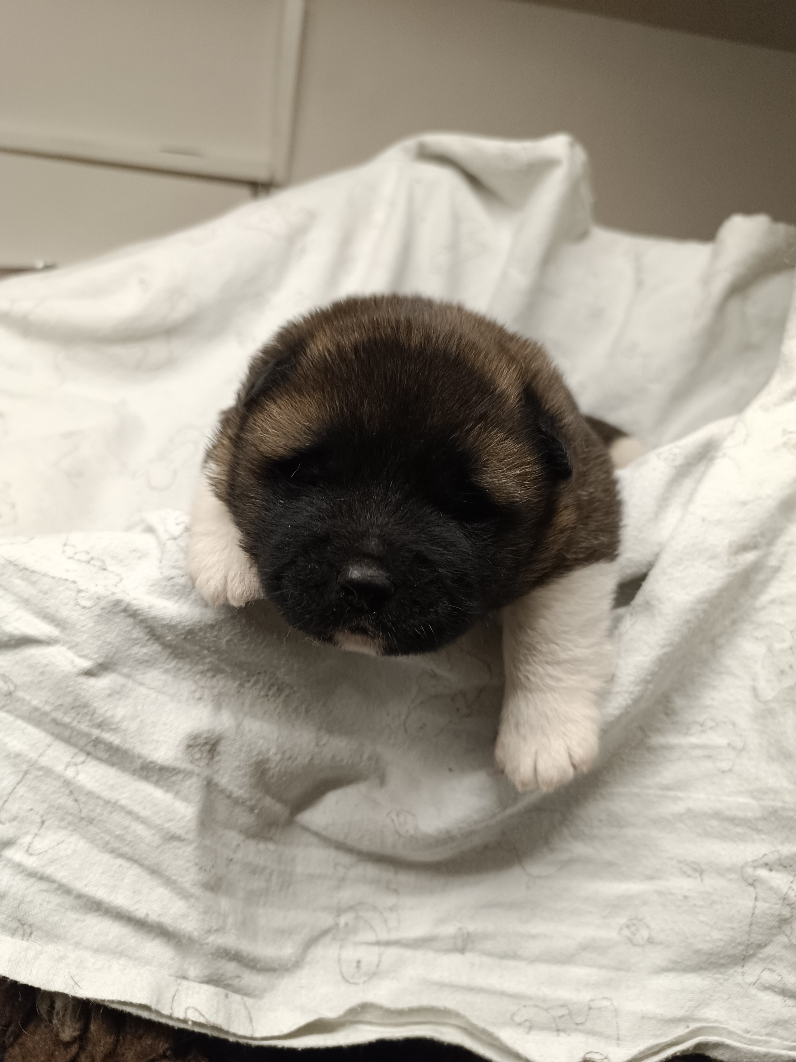 Американская акита  щенки питомник Санкт-Петербург клубные щенки Американская акита питомник RUBYLIGHT Рубилайт купить щенка американской акиты