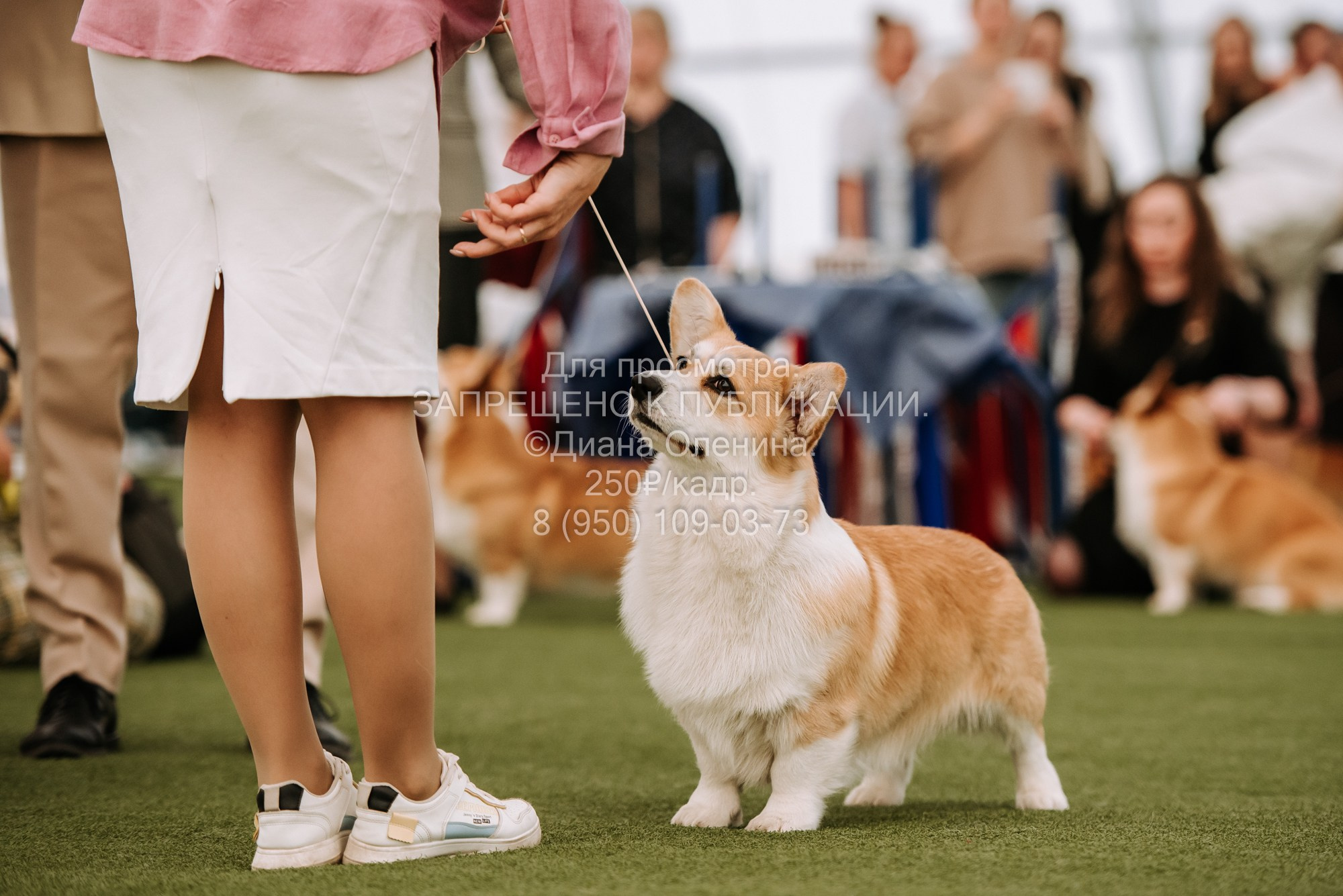 Выставка собак Красноярск 2.06. Фотограф Диана Оленина Красноярск / Братск
