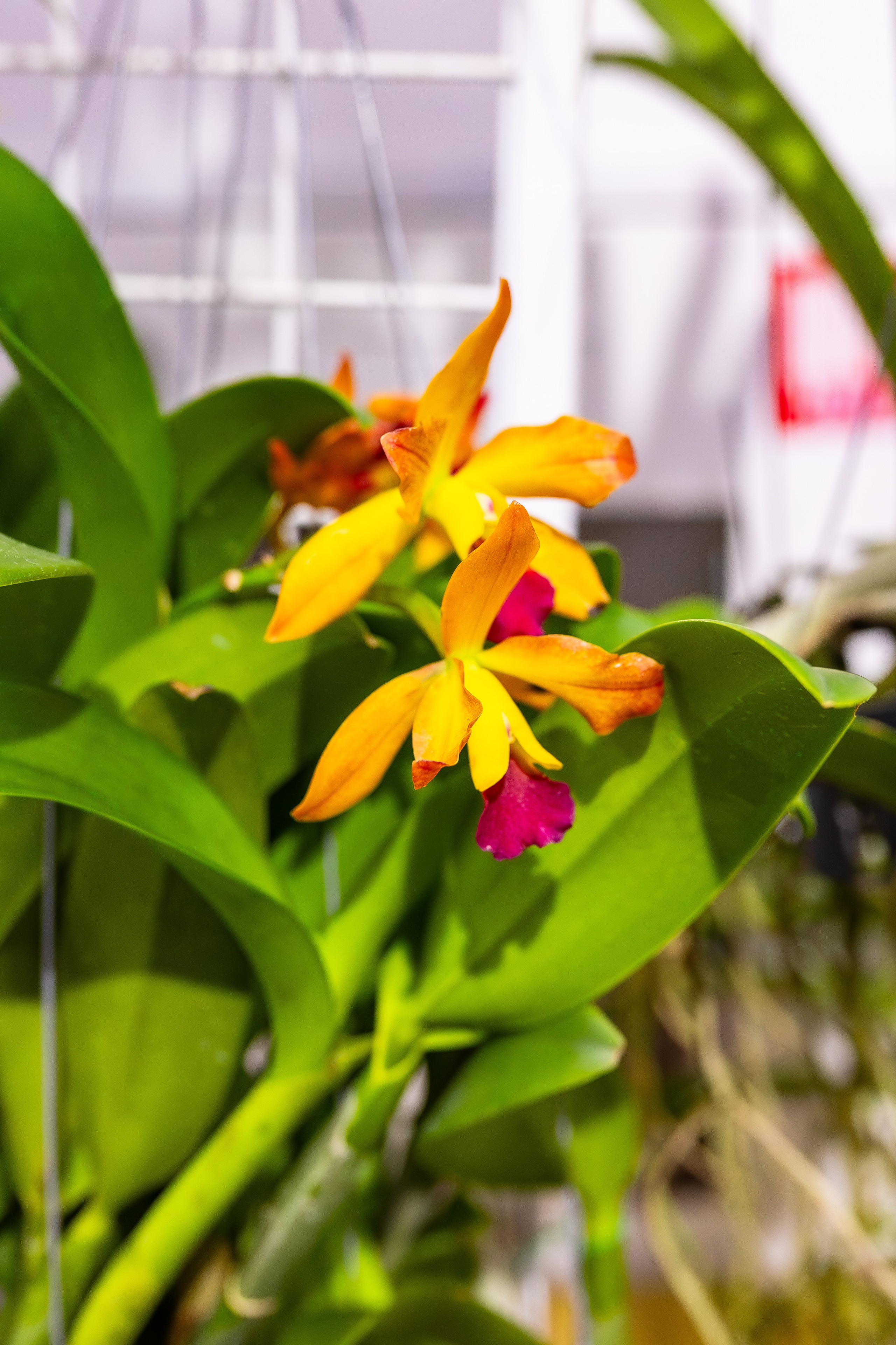 Орхидиум сентябрь 2025. Александра Куликова фотограф, Москва