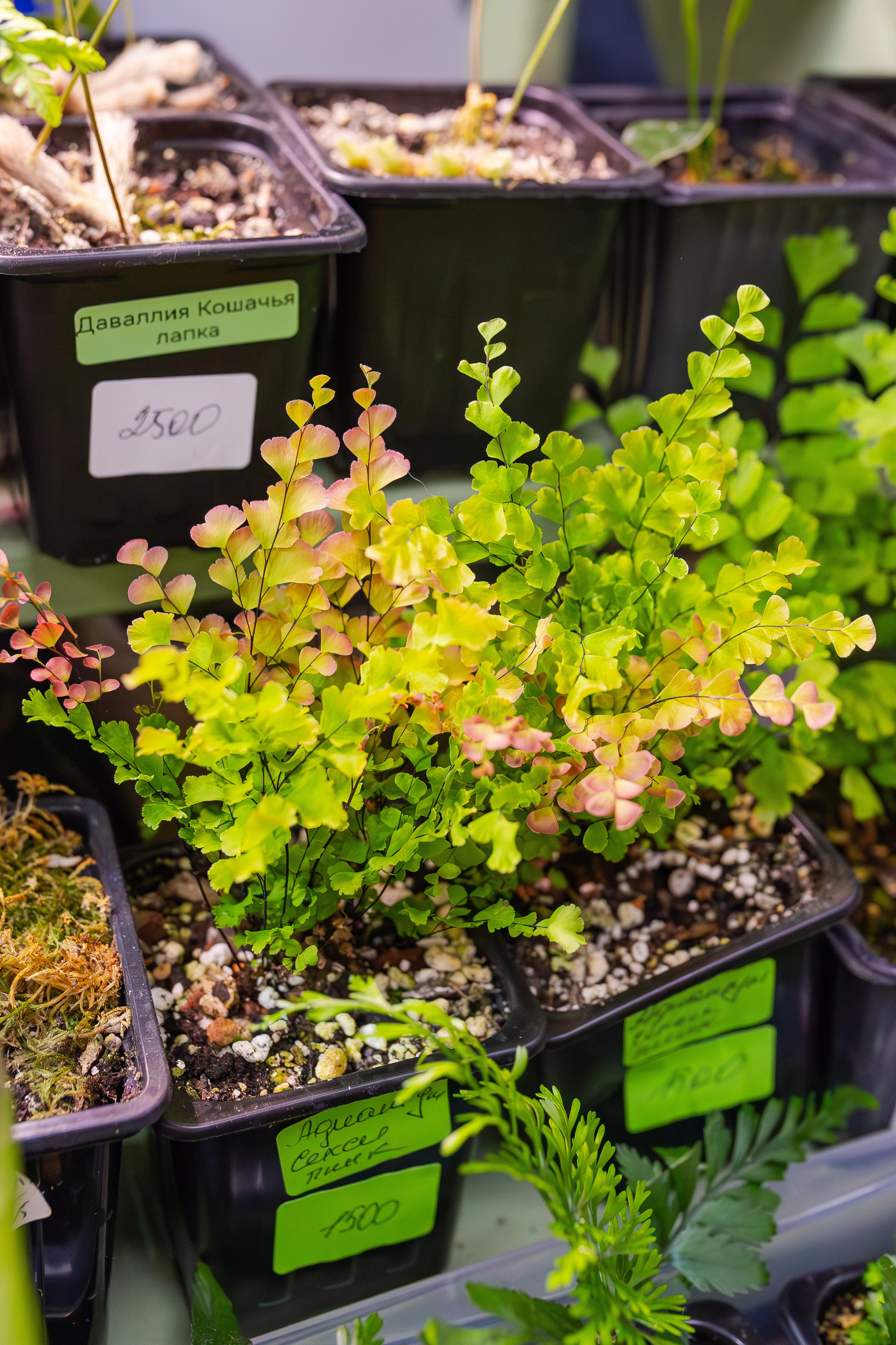 Орхидиум сентябрь 2025. Александра Куликова фотограф, Москва