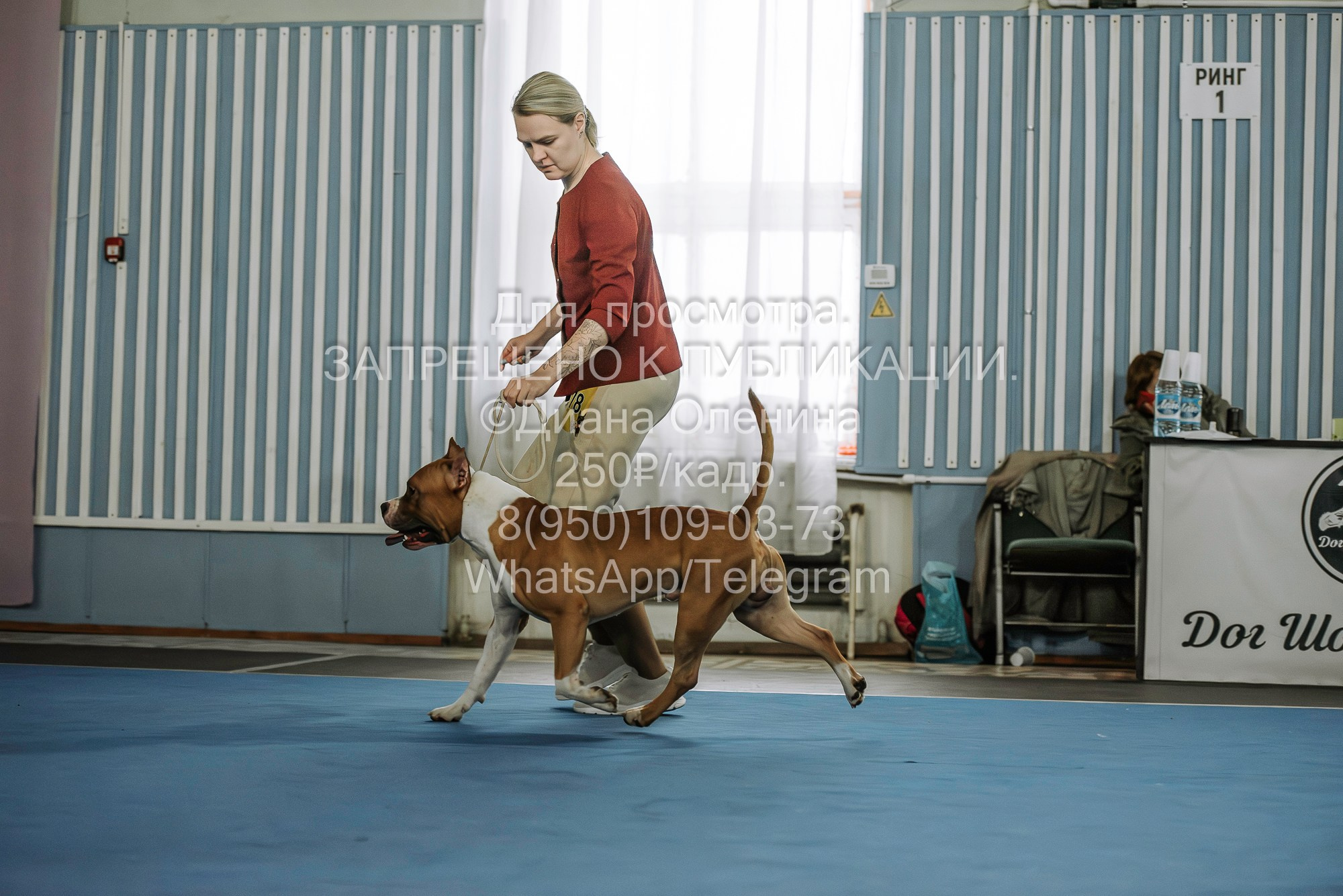 Выставка собак Красноярск 29.10.2023. Фотограф Диана Оленина Красноярск / Братск