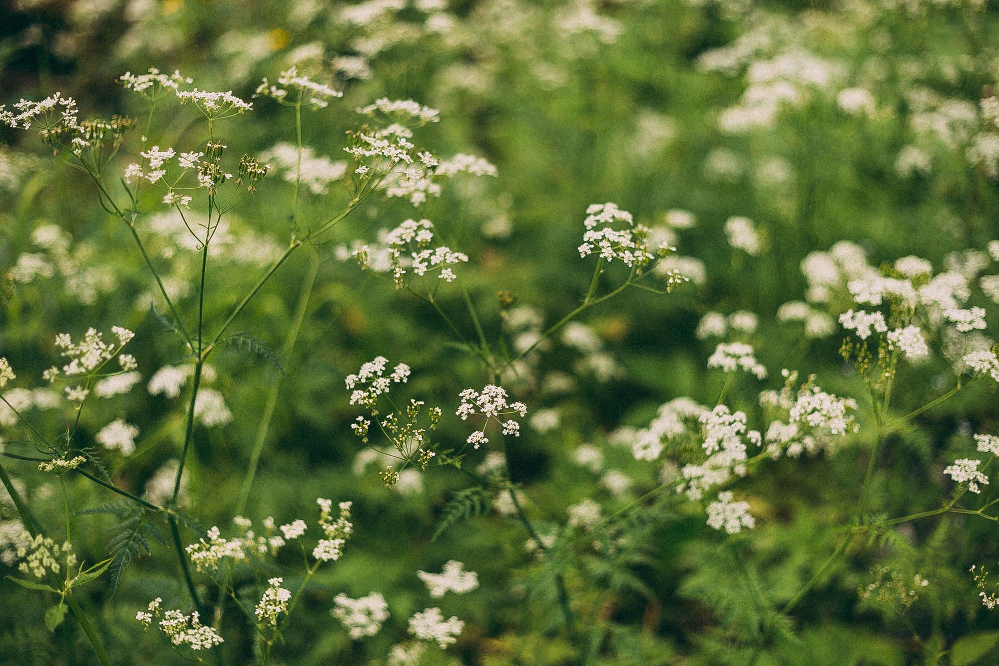 Рускеала. Даша Яковенко Фотограф Спб