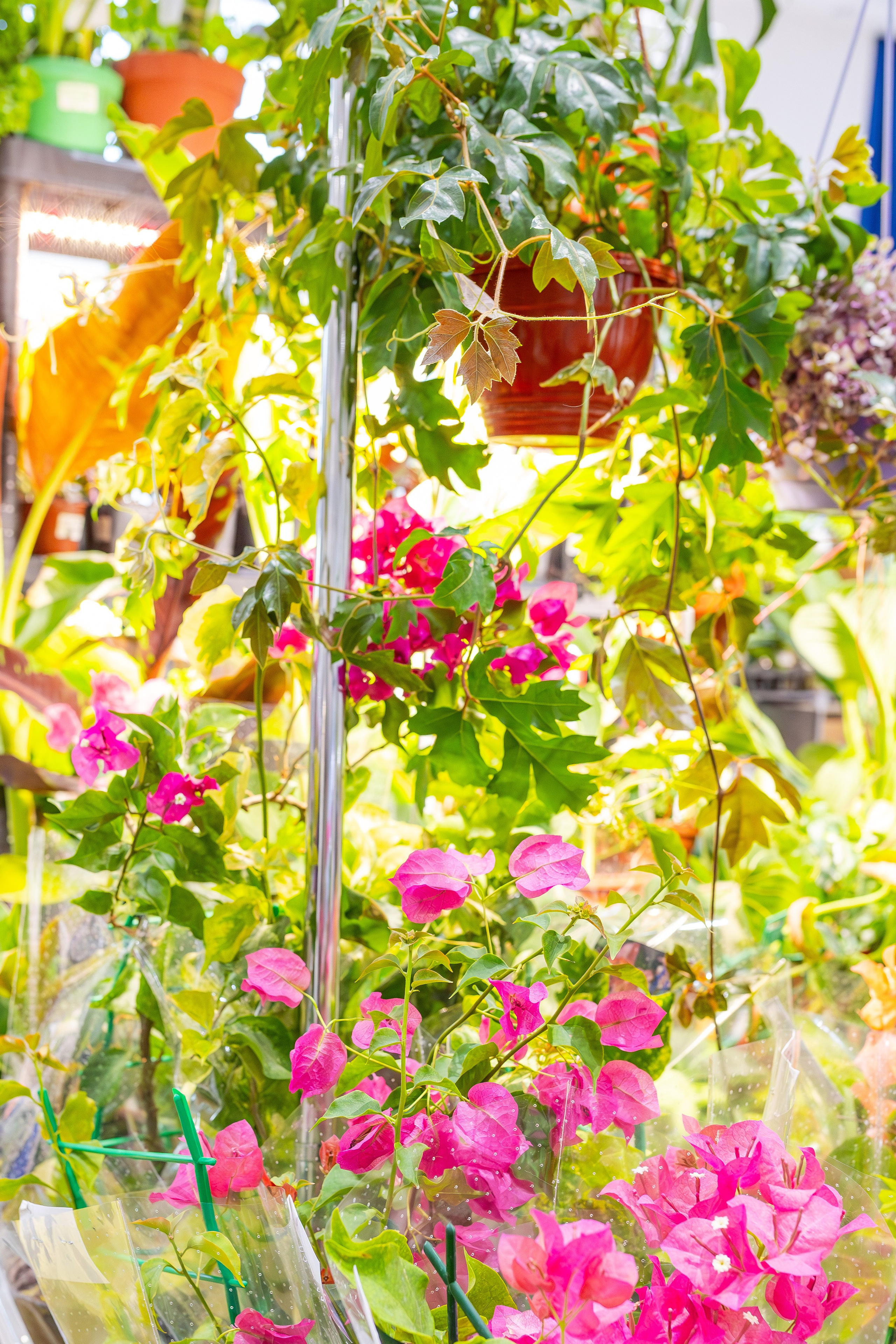 Орхидиум сентябрь 2025. Александра Куликова фотограф, Москва