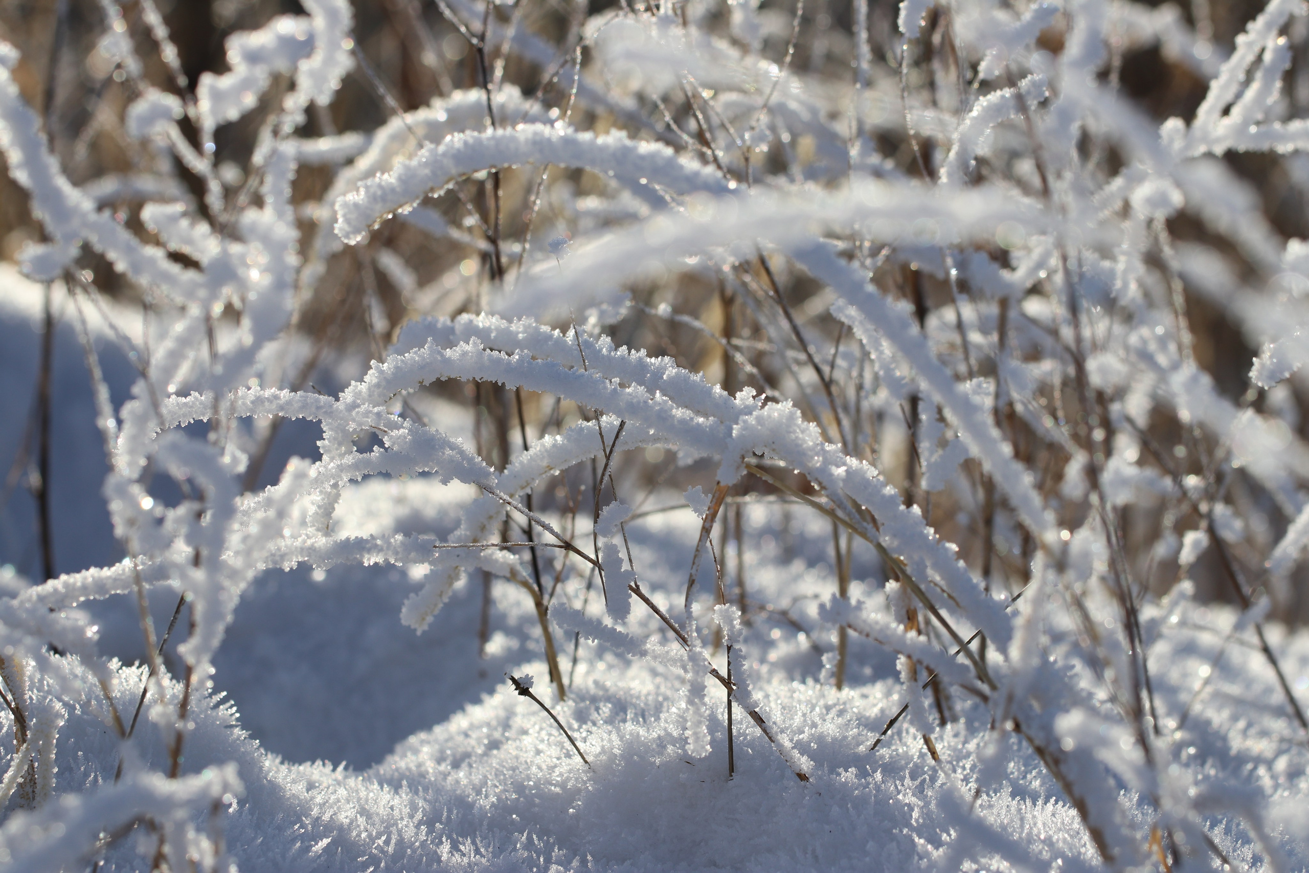 Аршан. Январь 2022. Путешественник-фотограф из Санкт-Петербурга Татьяна Свистулина
