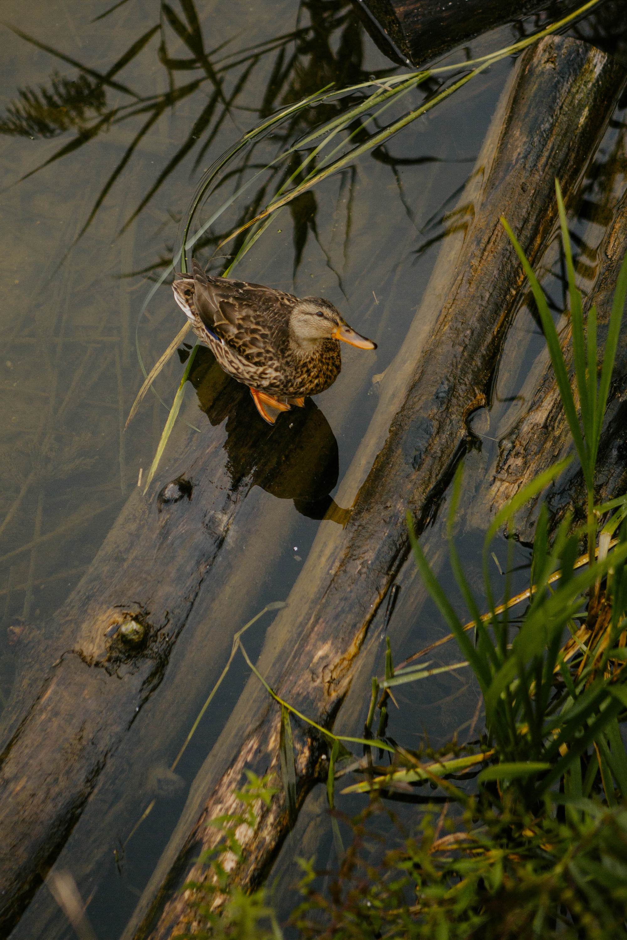 Арина и Ксения. Фотограф Александра Кузнецова
