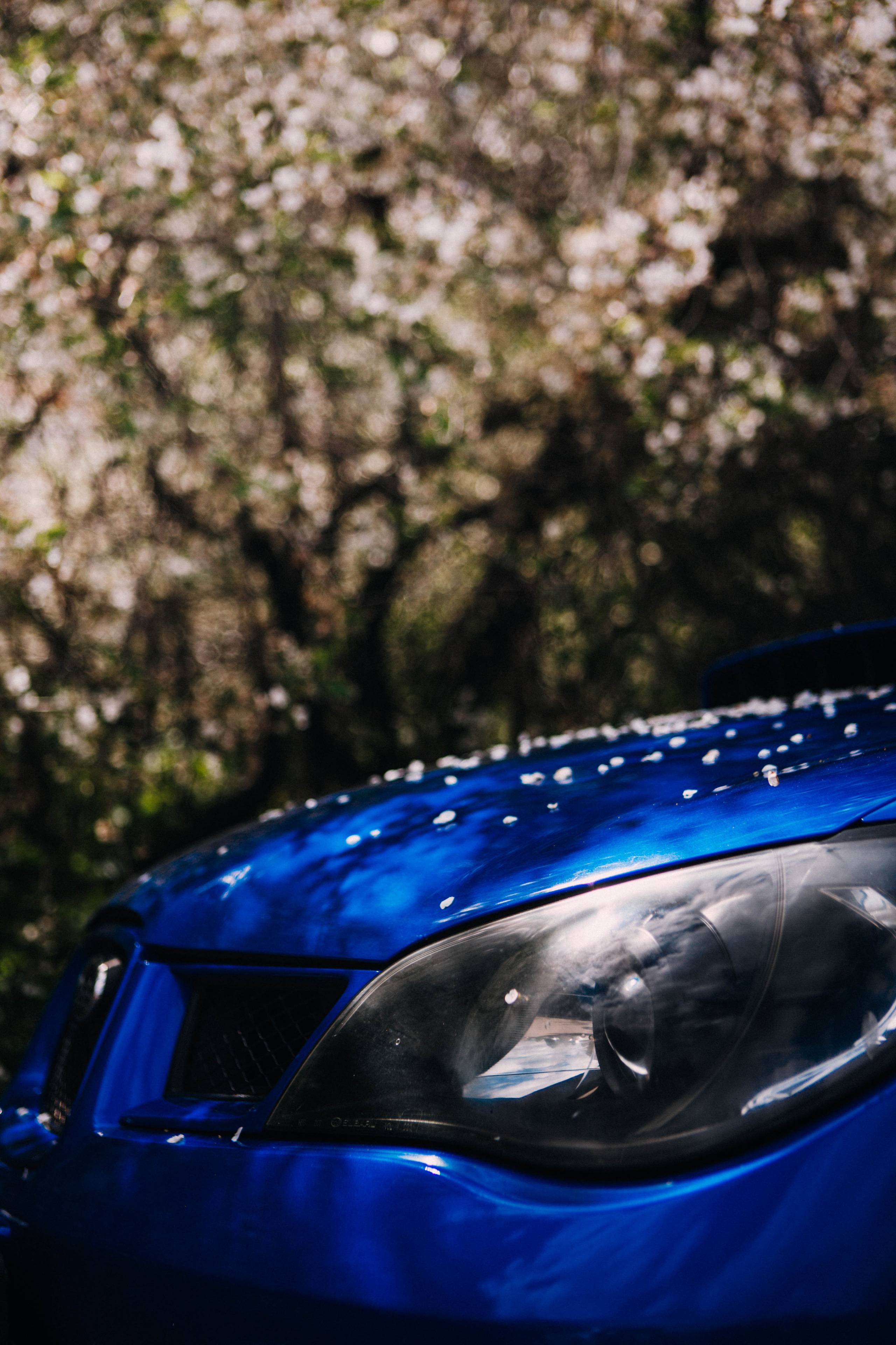 Субару. Фотограф Александра Кузнецова