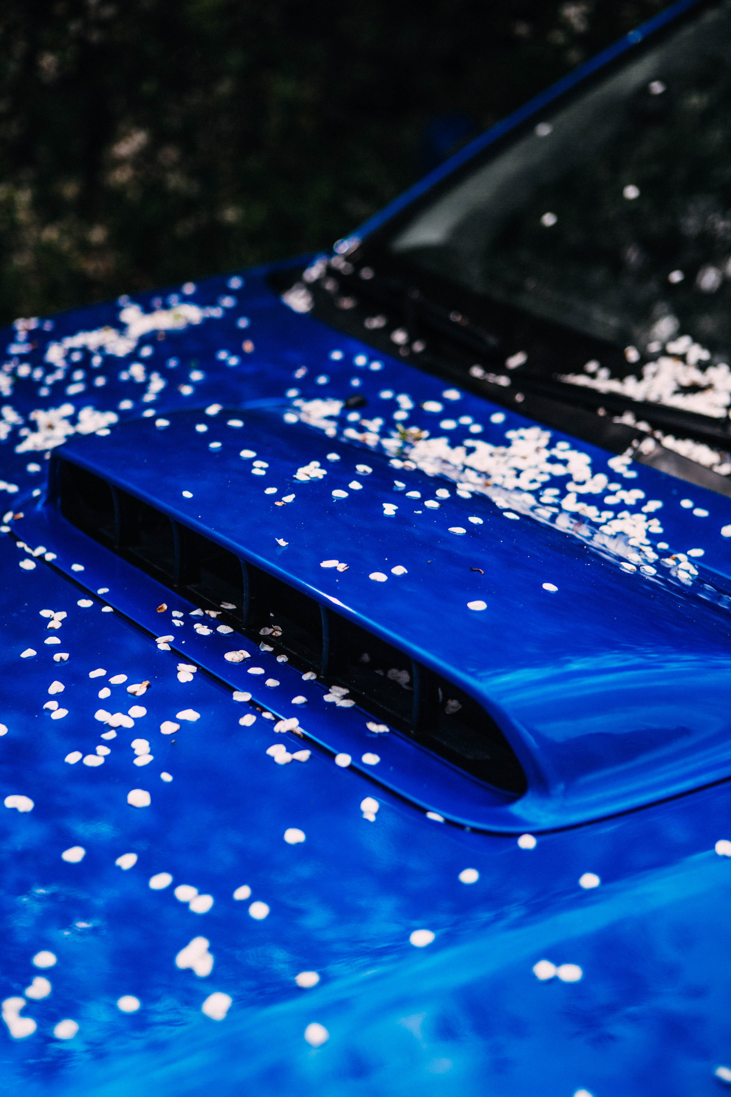 Субару. Фотограф Александра Кузнецова