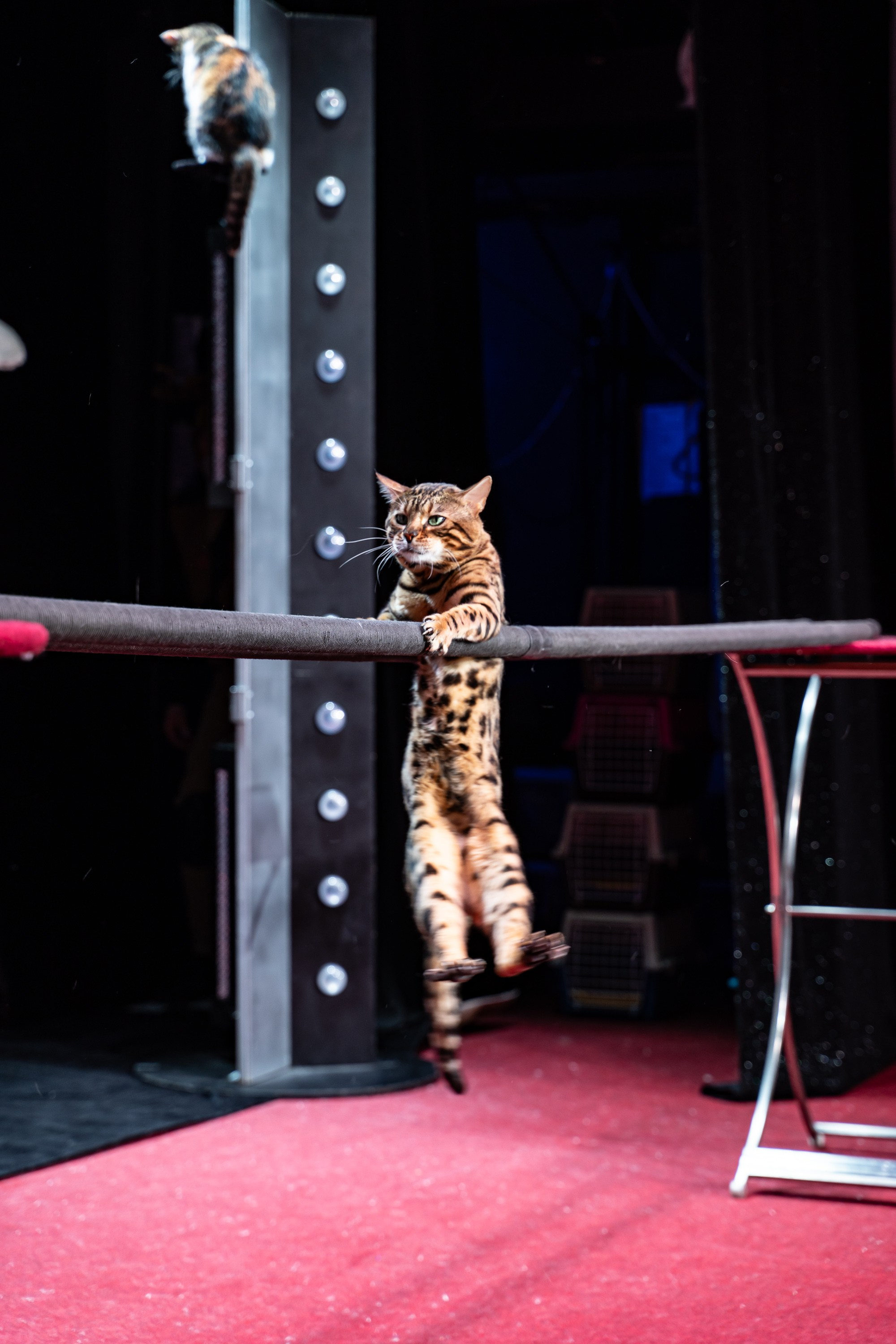 Театр Куклачева и его закулисье. Разноплановый фотограф в Москве