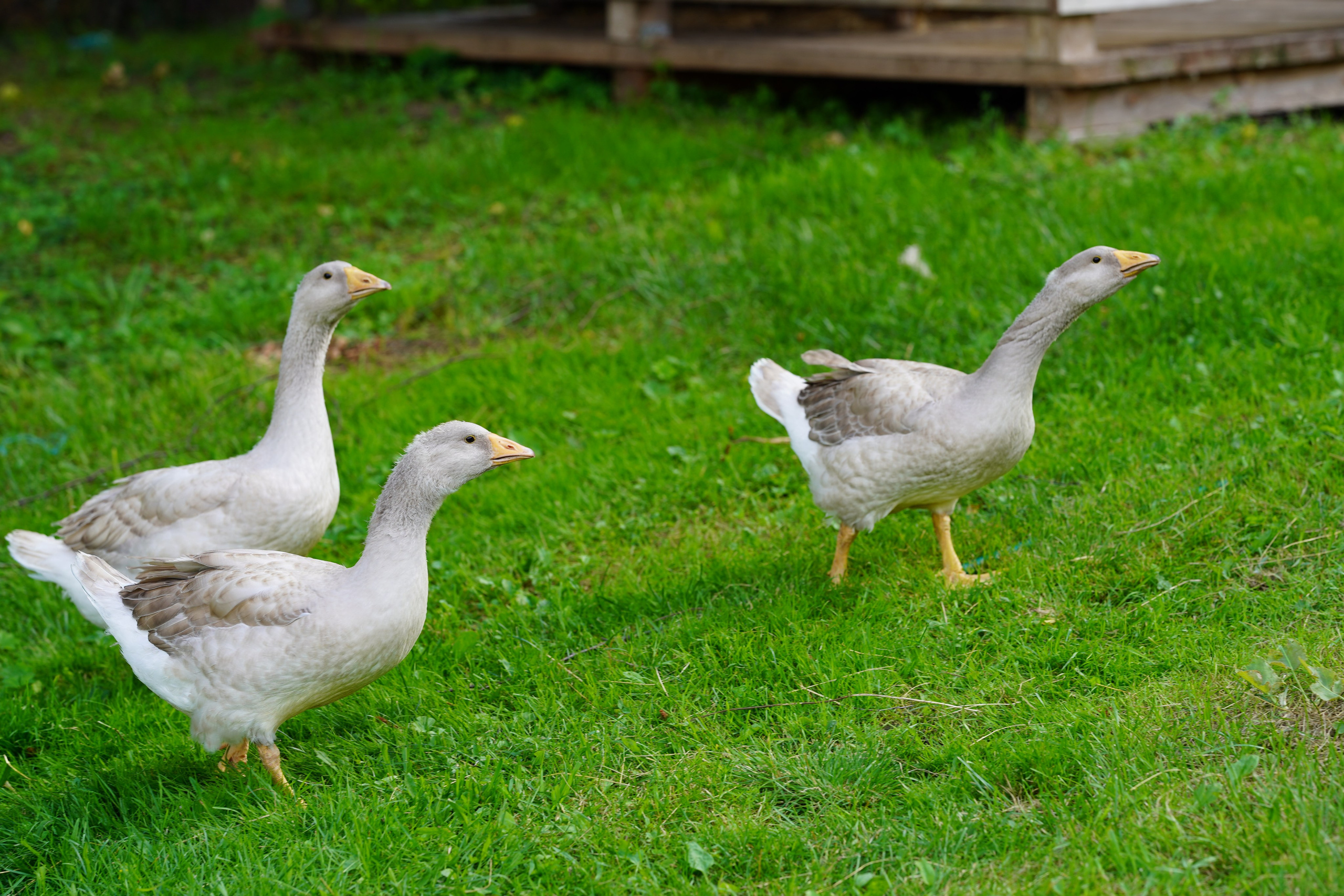 Суздаль Пейзаж. Фотограф в Москве Мария ~Zagagul~