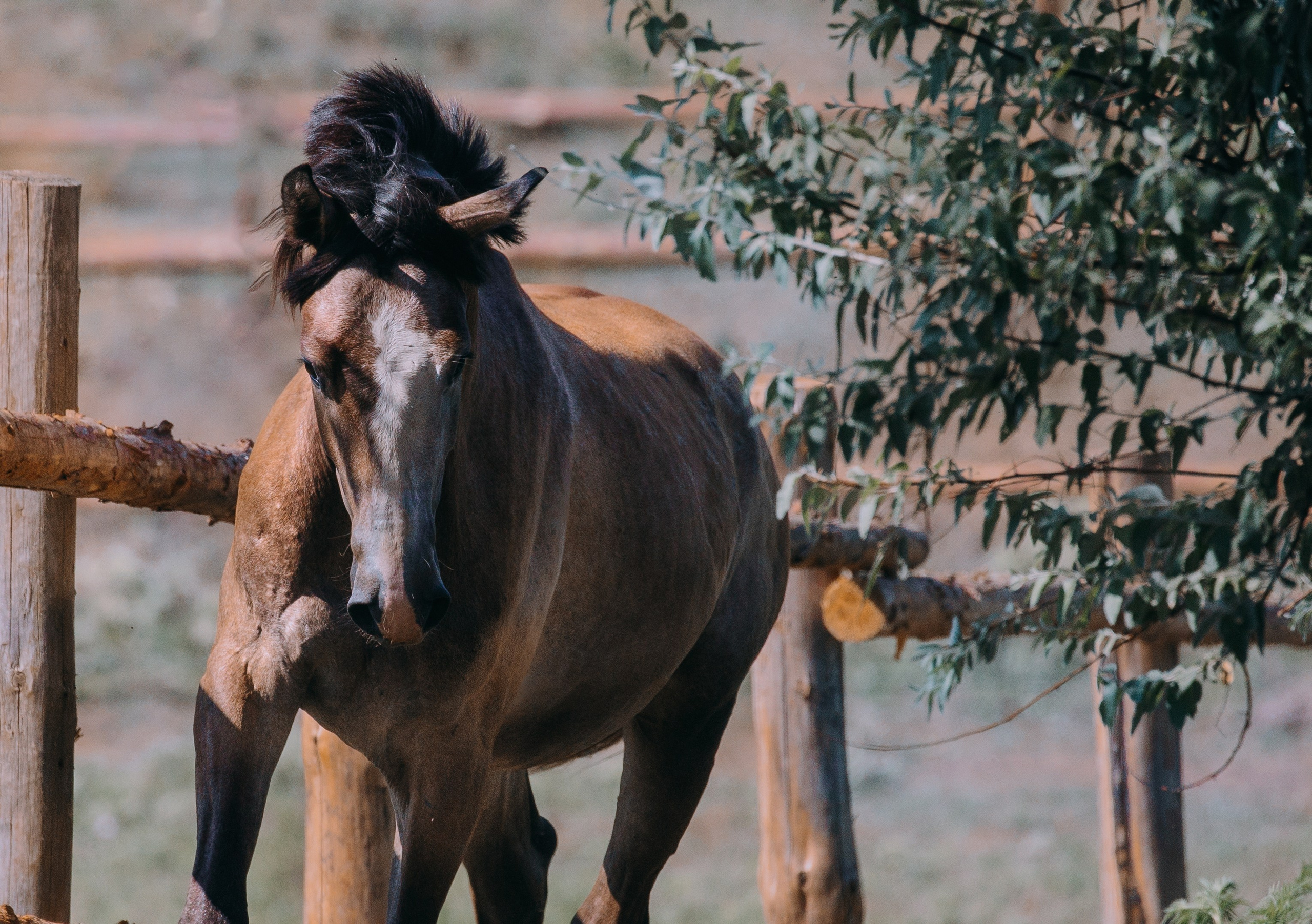 В движении. Фотограф-анималист Ксендзова Кристина