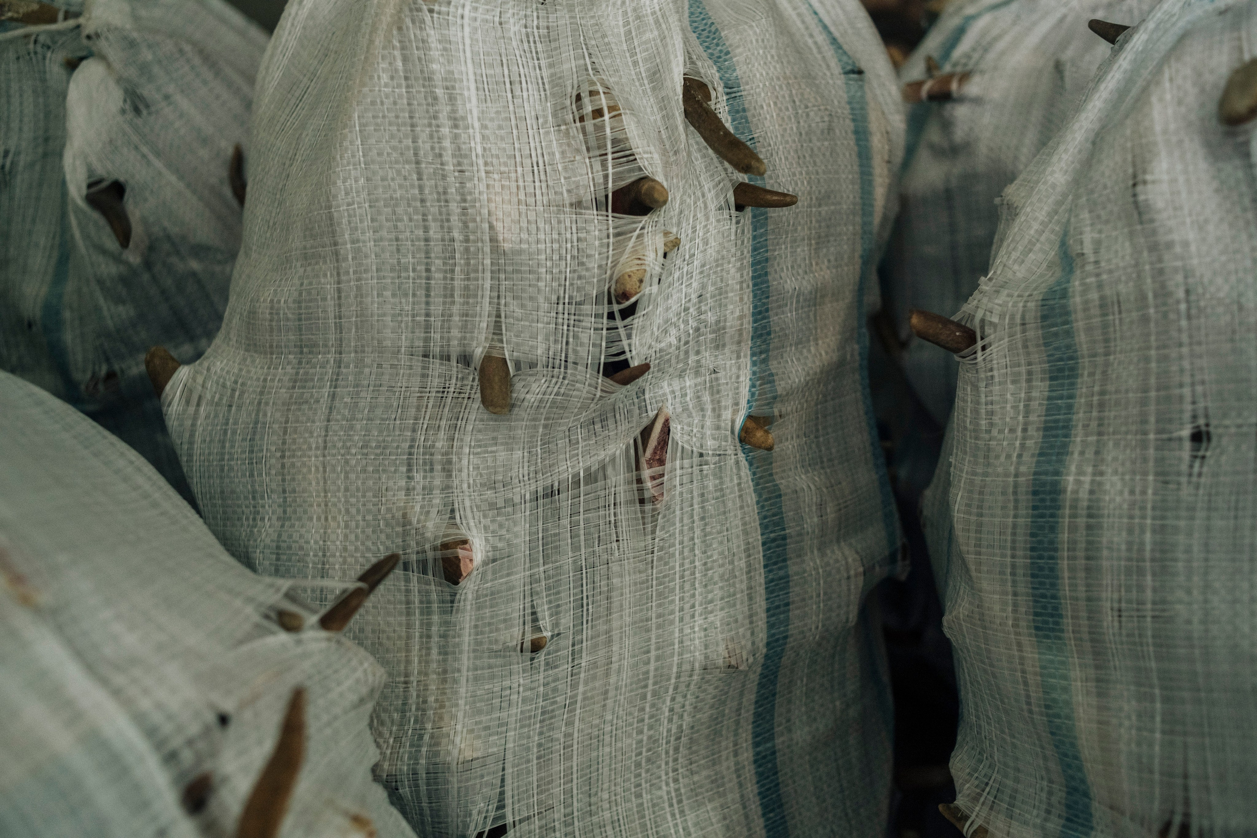 Кораль. На север к оленям. Репортажный фотограф в Сочи — Михаил Мордасов