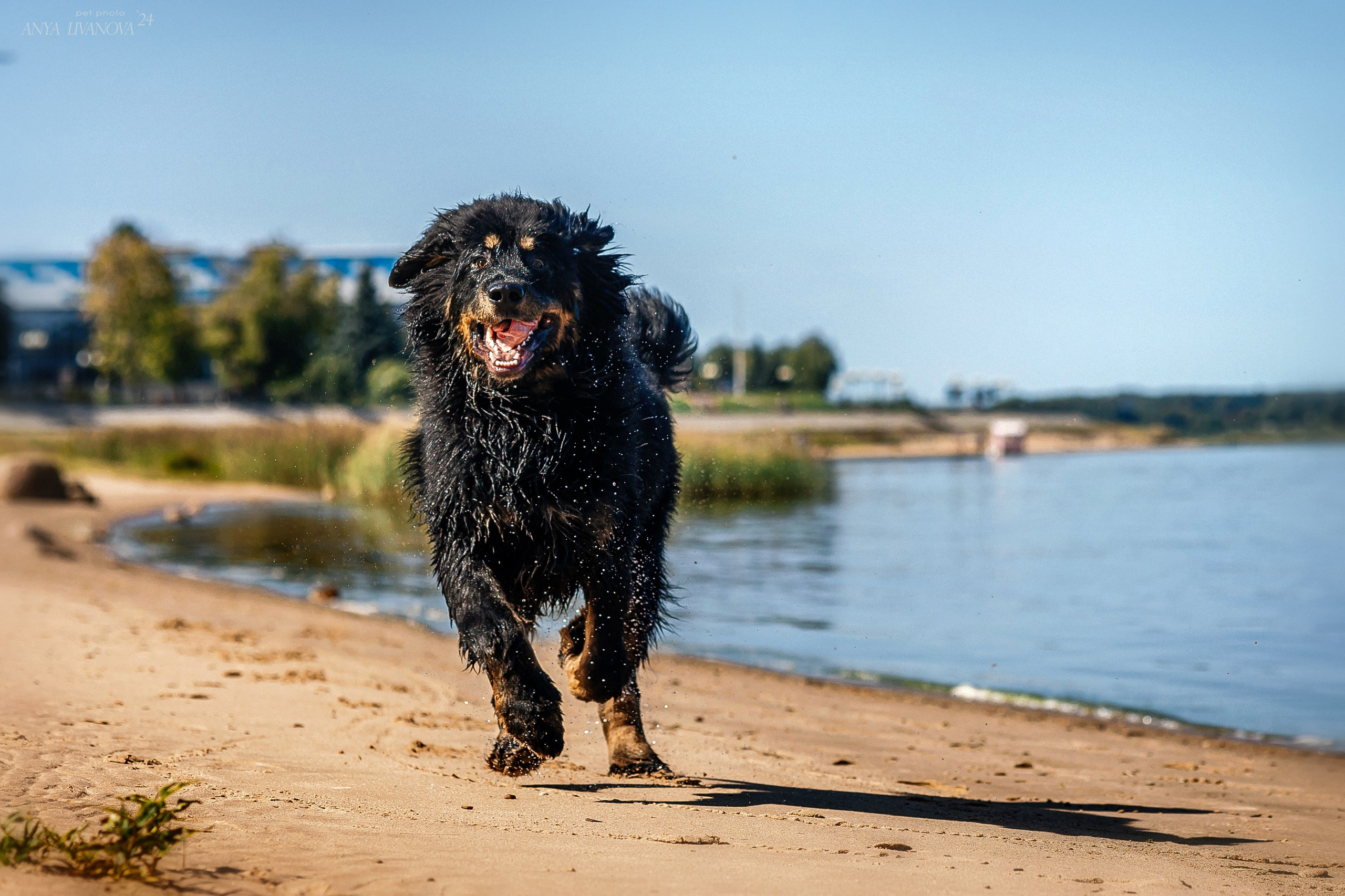 Адмирал. Фотограф анималист Аня Ливанова | Рыбинск