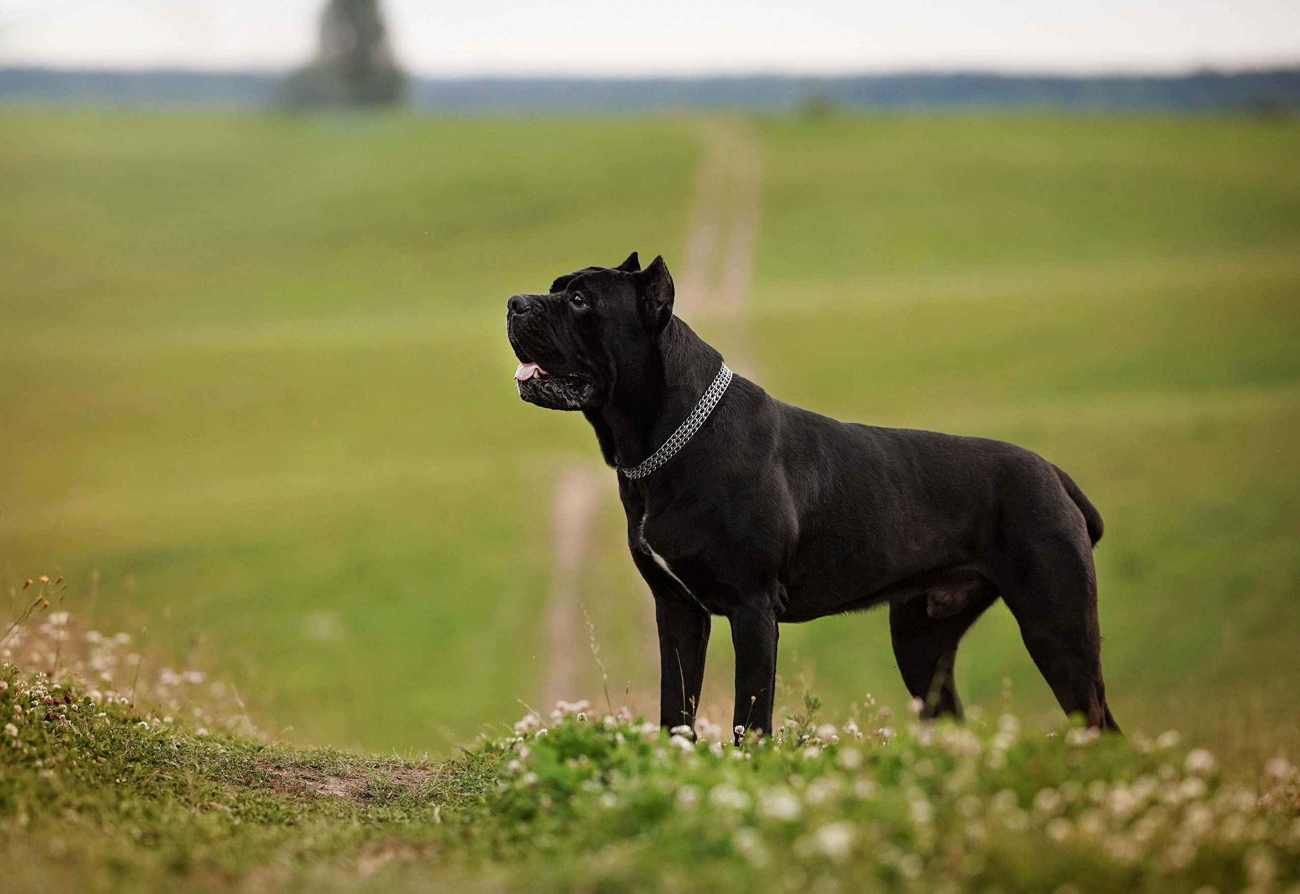 Юлия Костя и Виннер. Фотограф-анималист в Санкт-Петербурге Яна Мартынова