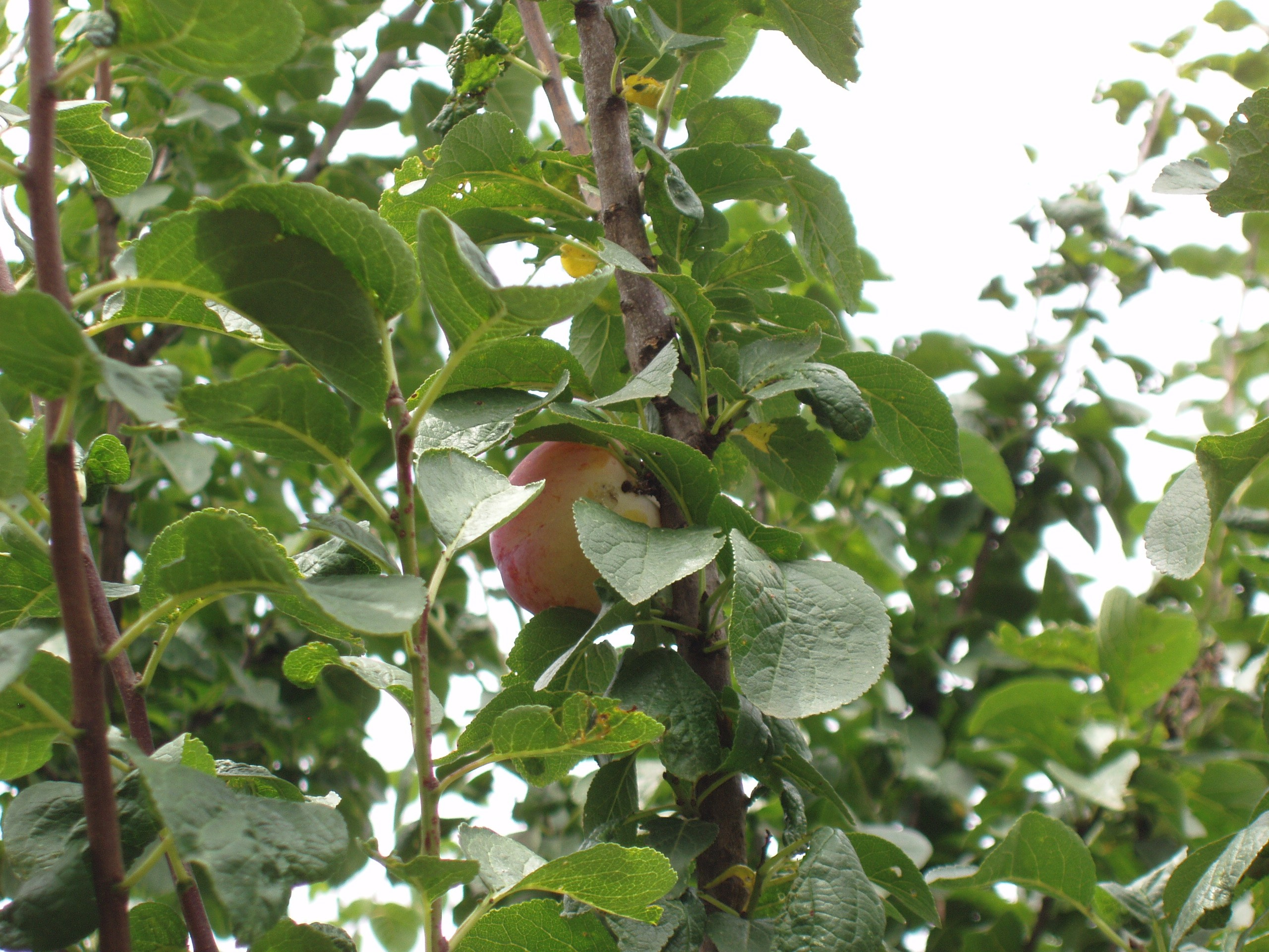 Отпуск 20.07-17.08. Семейный, Свадебный фотограф СПБ Питер— Романова Екатерина