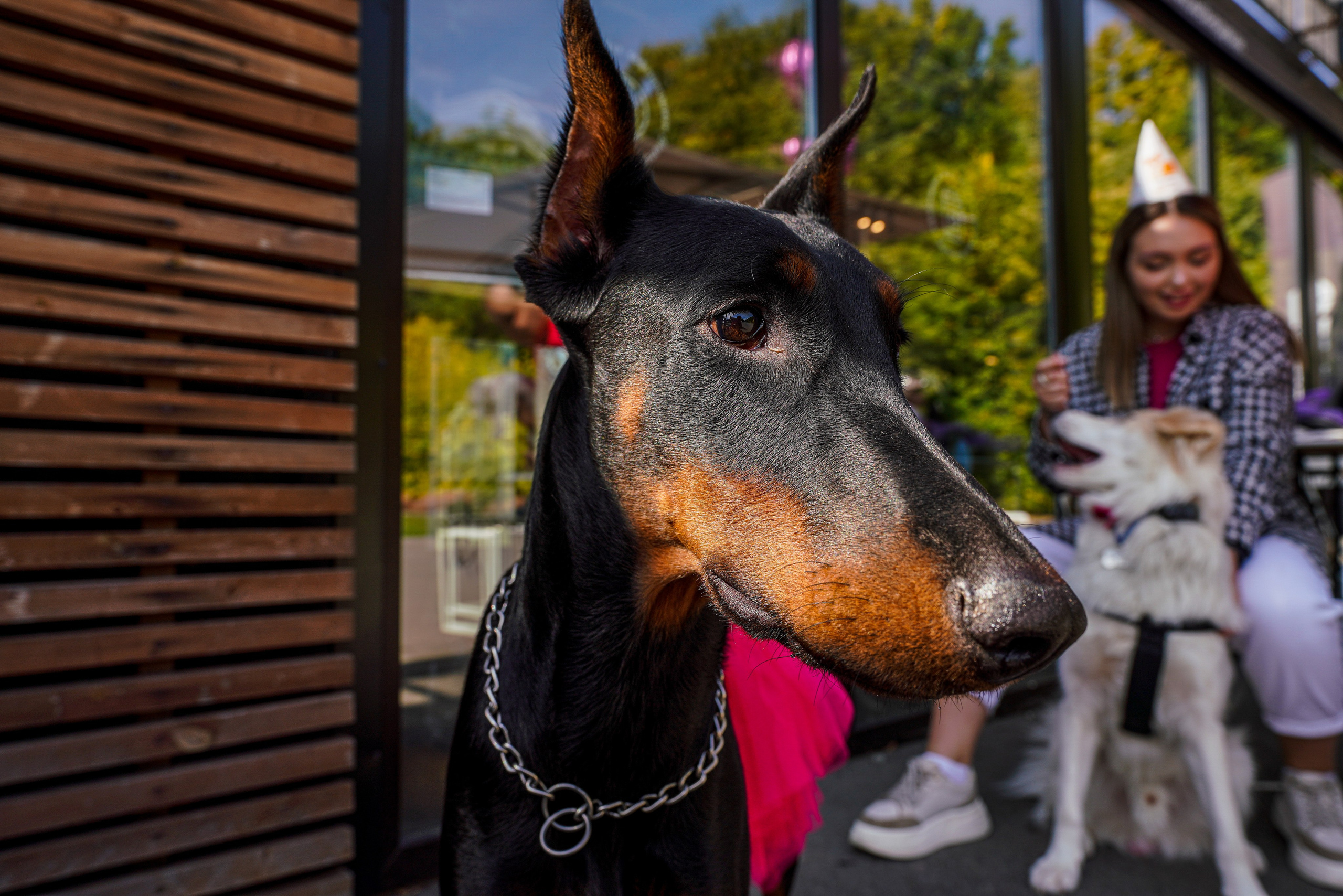 ДР собаки по имени Моррис :). Фотограф Казань