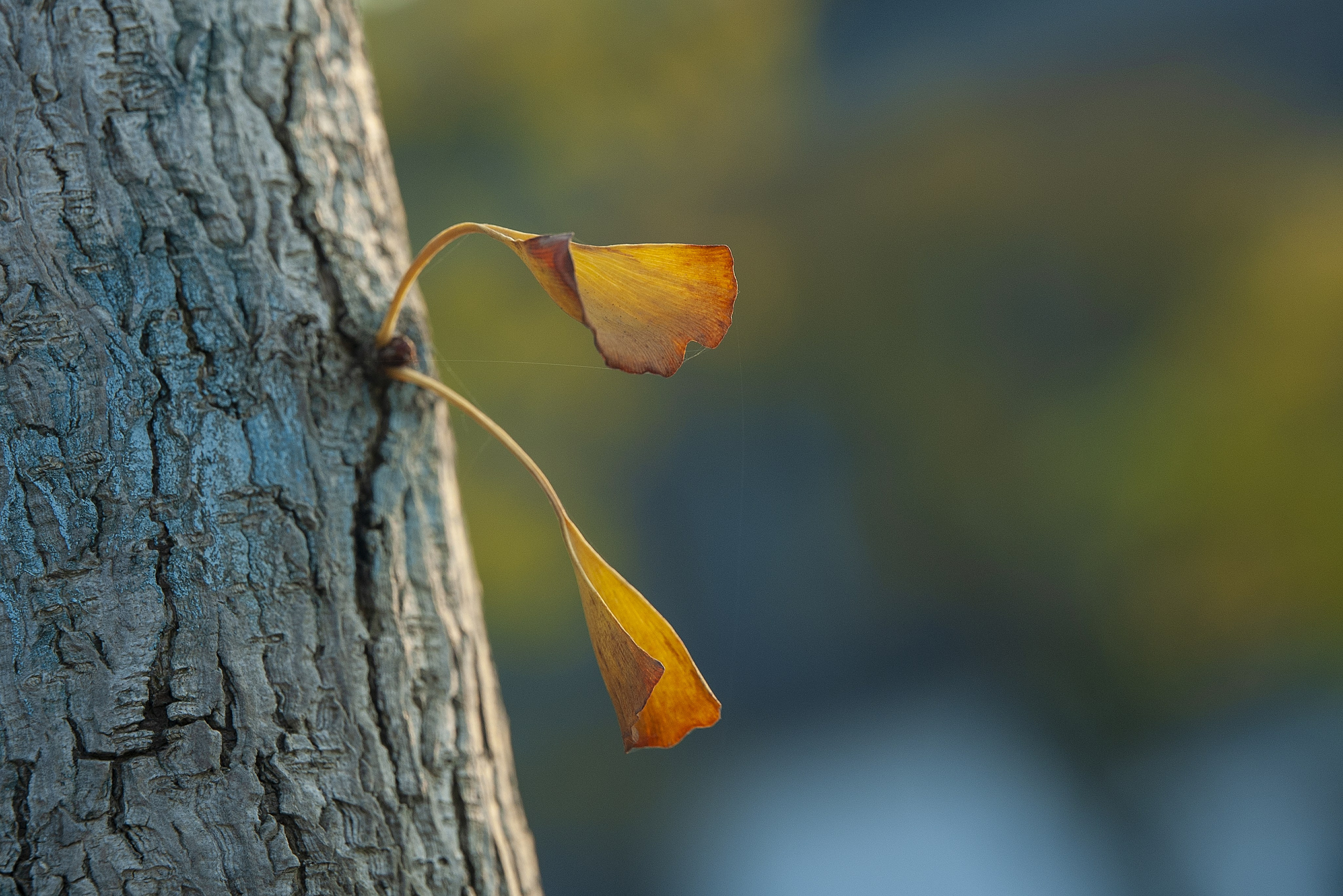 Осенняя гингобелоба 