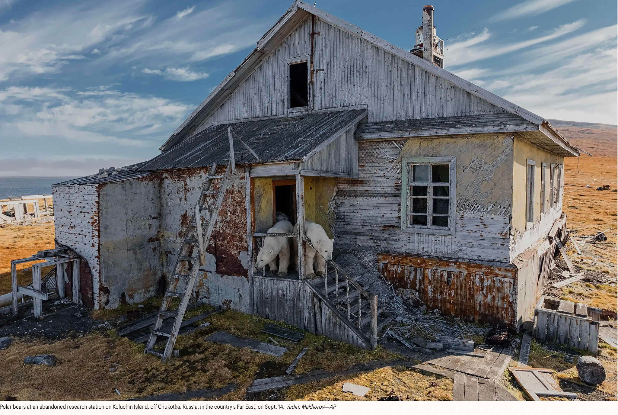 Белые медведи на заброшенной исследовательской станции на острове Колухин, недалеко от Чукотки, Россия, на Дальнем Востоке страны, 14 сентября.Вадим Махоров—АП