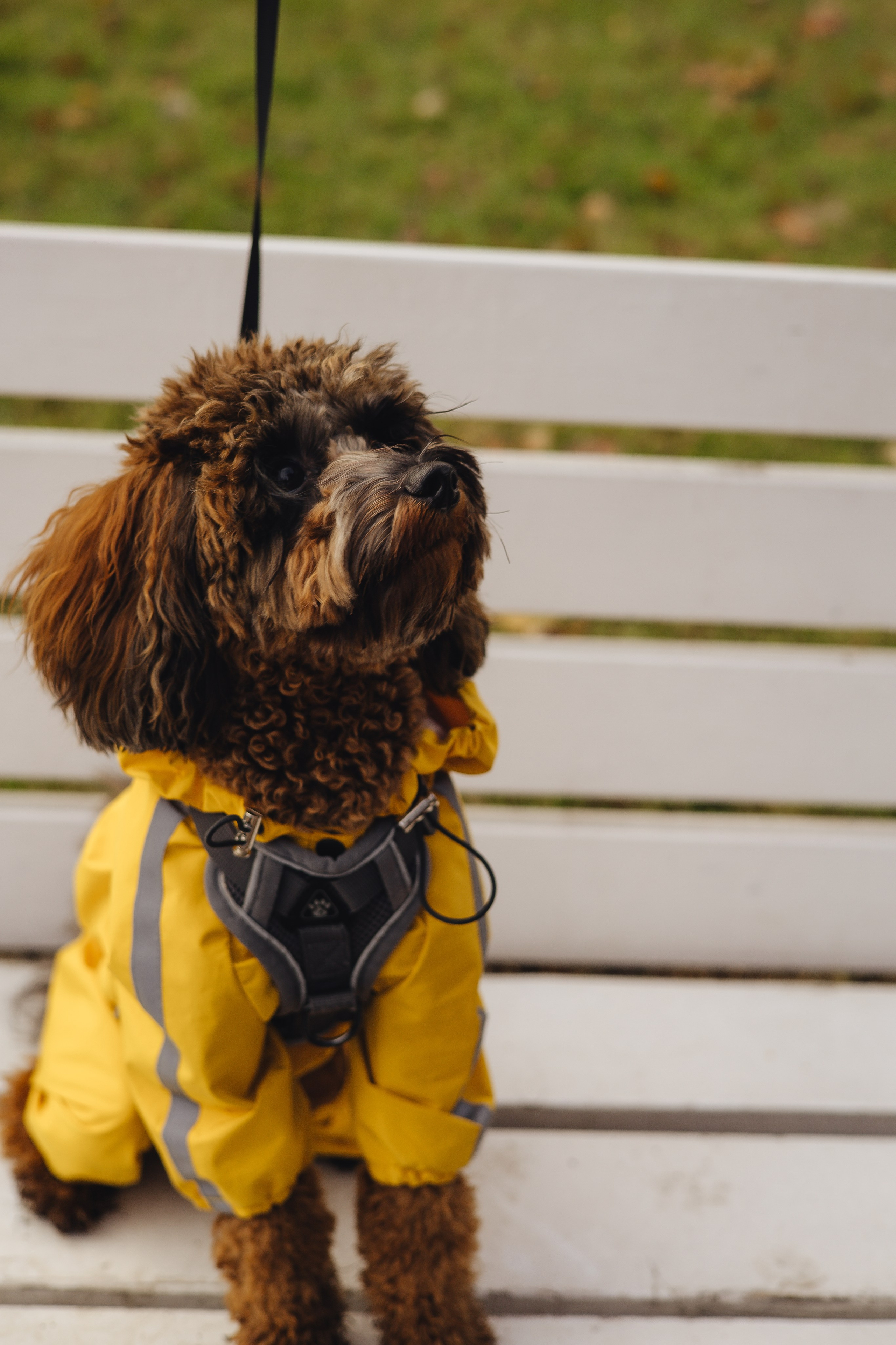 Летающая Мерси