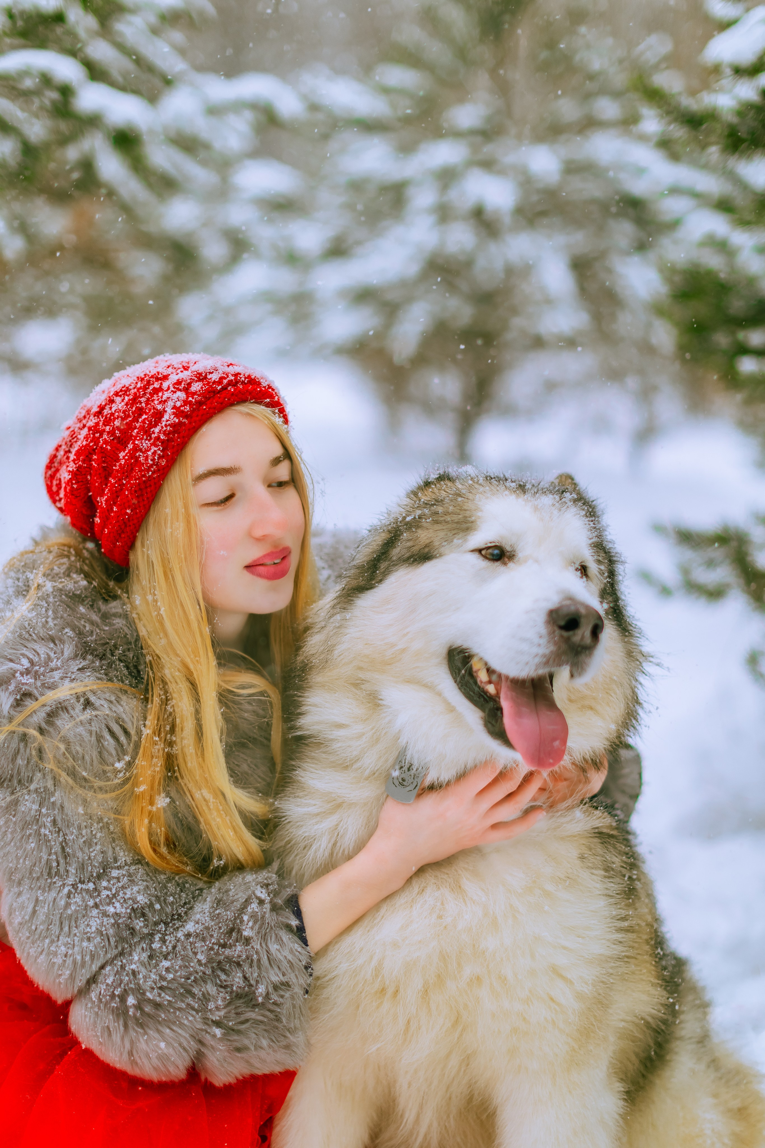 Фотосессии с аляскинским маламутом. Фото и видео Москва, Московский. Свадебный фотограф, видеограф, фотосессии, видеосъемка
