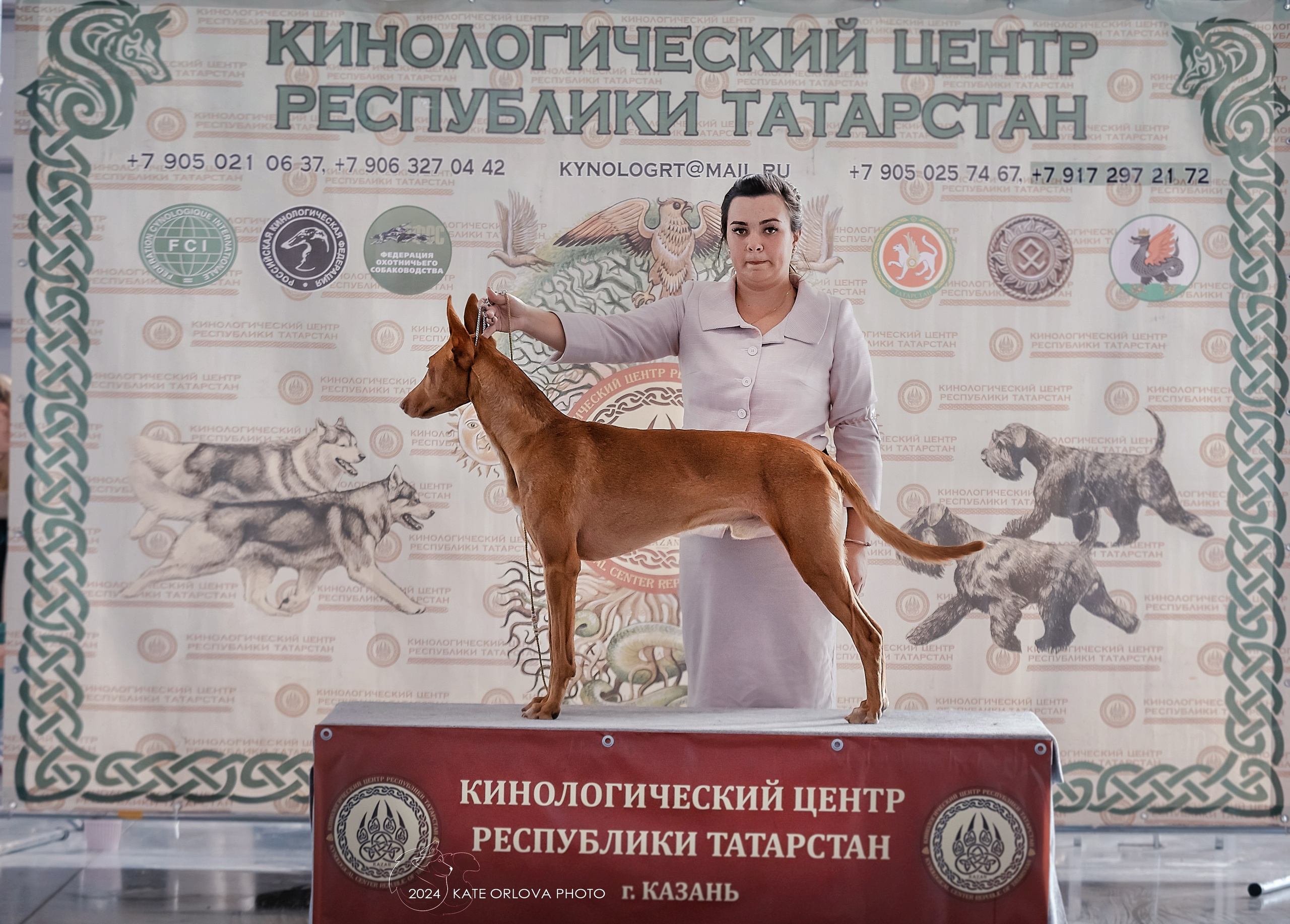 Фотосъемка собак, щенков, на выставках, фотограф анималист Россия воронеж. Питомник собак Акита, Хаски, Корги