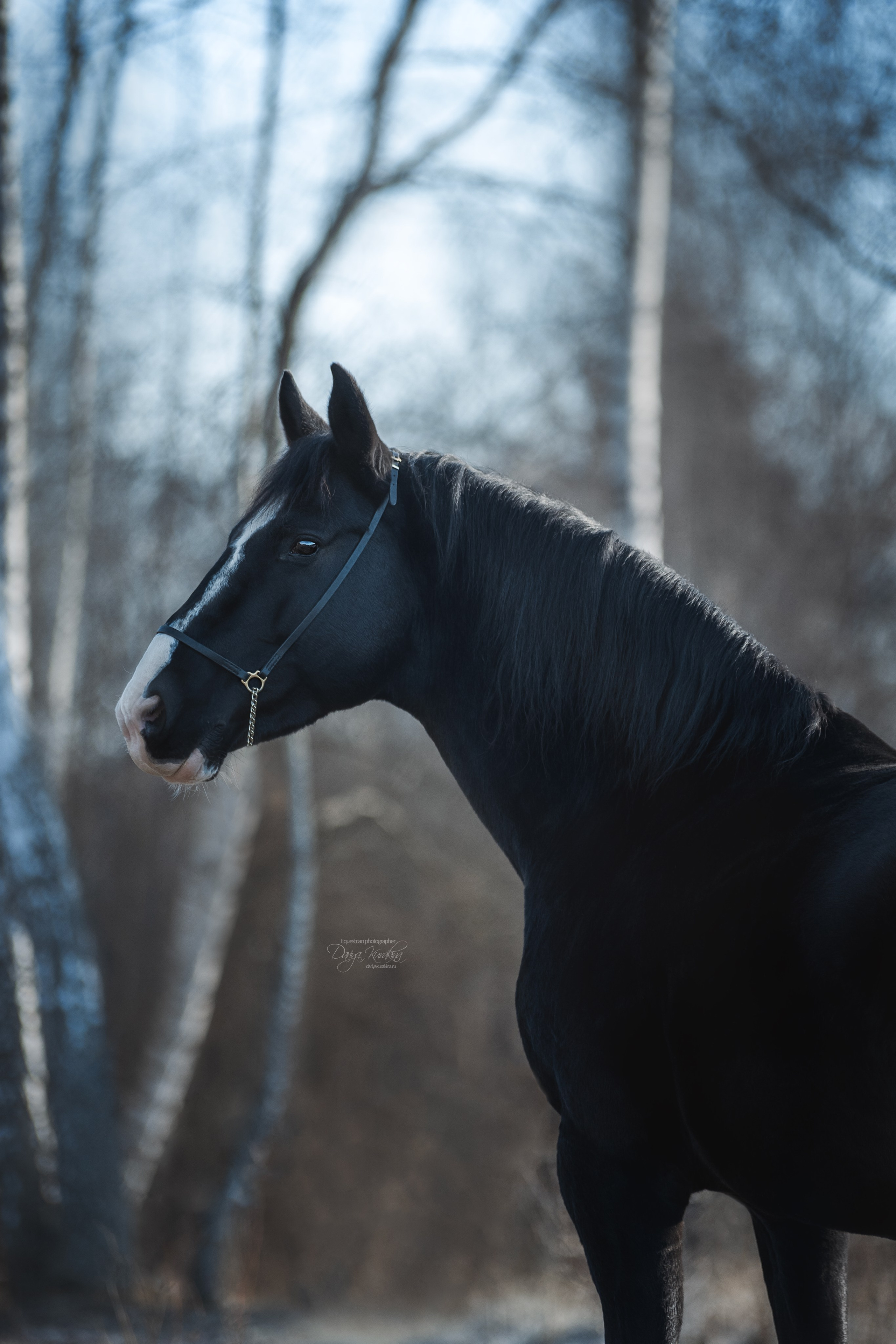 Komardins. Конный фотограф Куракина Дарья • Фотосессии с лошадьми