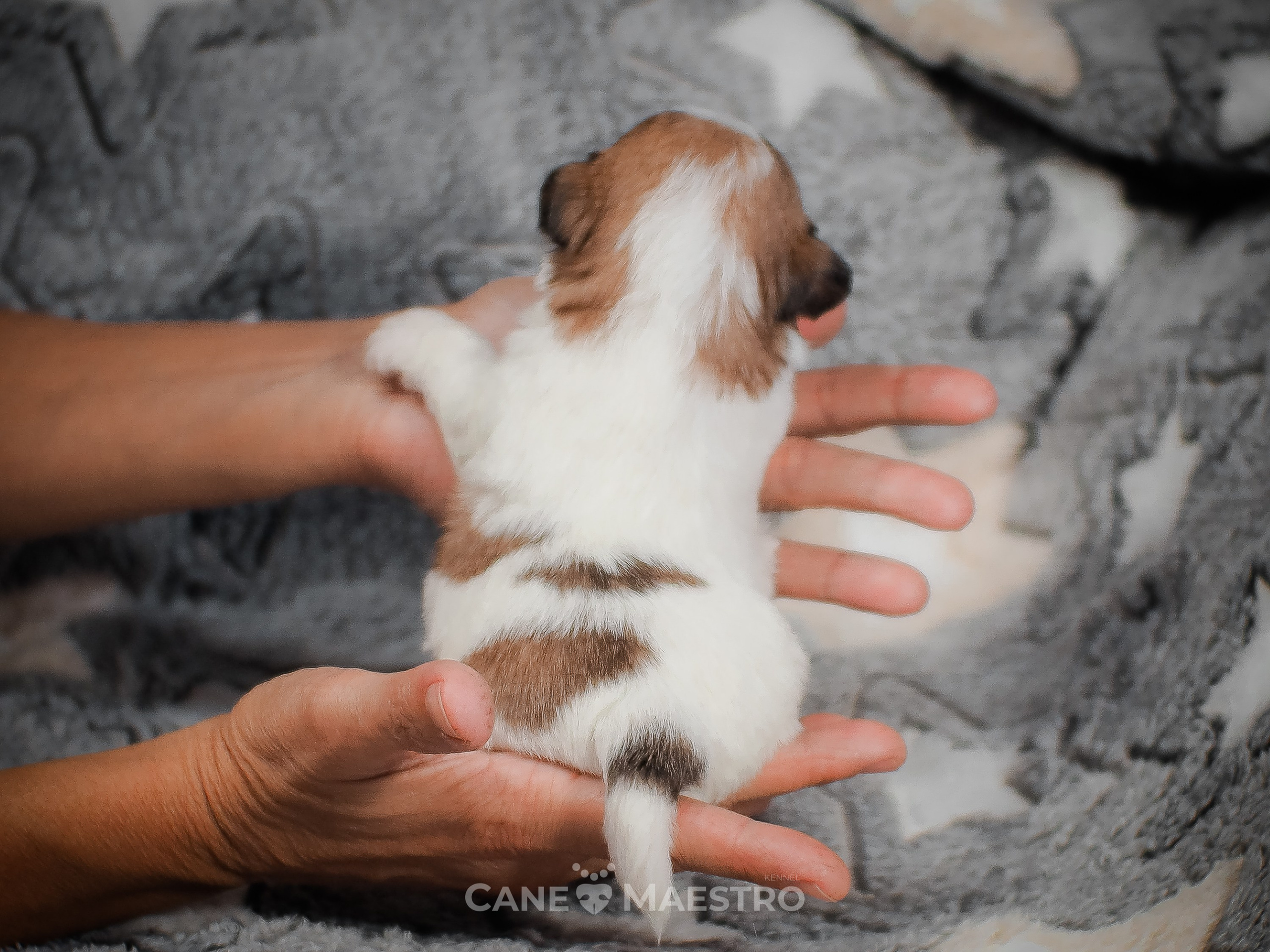КобельZ1_ДРТ_брыж_27_08_25. CANE MAESTRO — kennel Jack Russell Terrier
