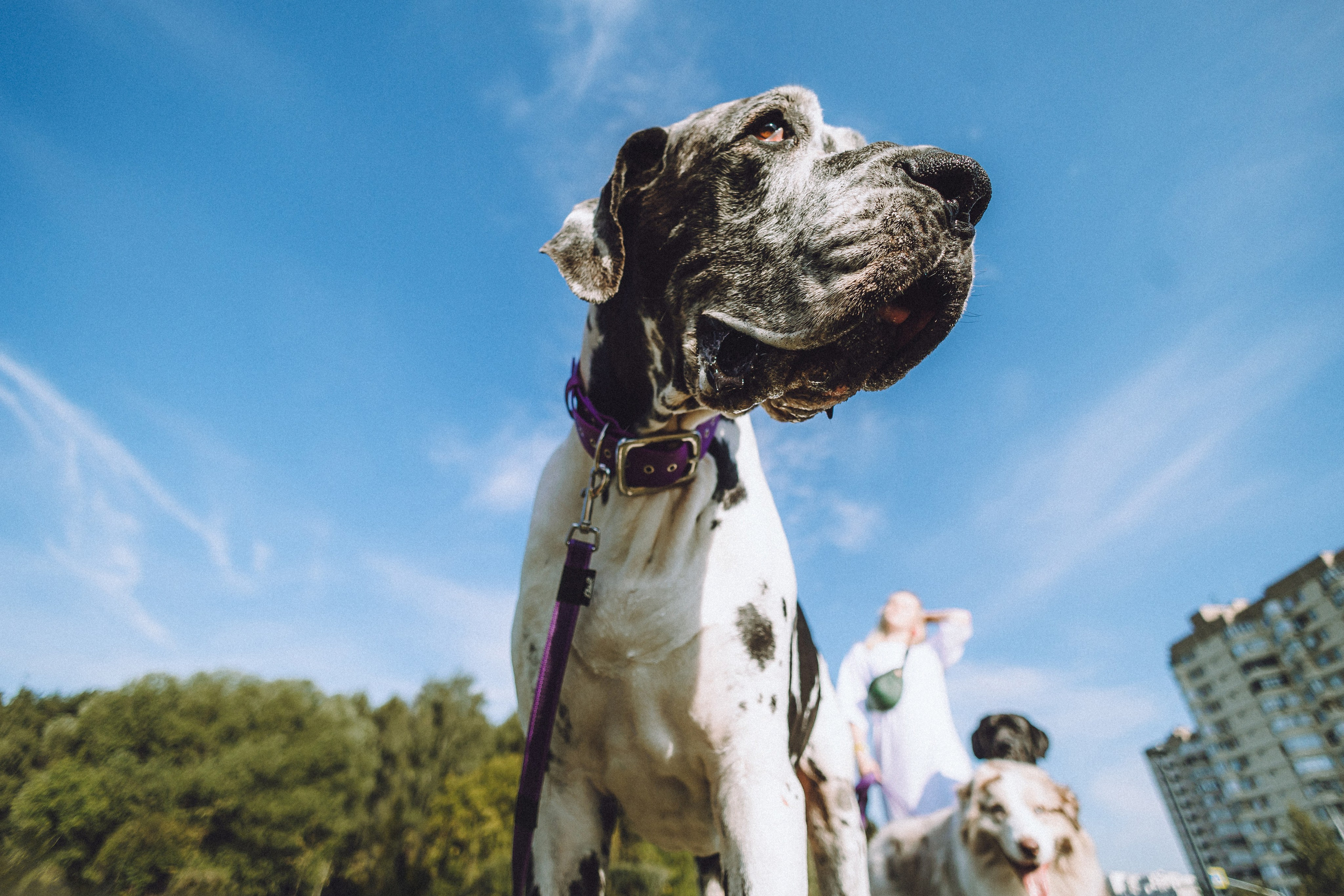 Катя, Андрей, Гектор, Ричи, Тортик и Трой