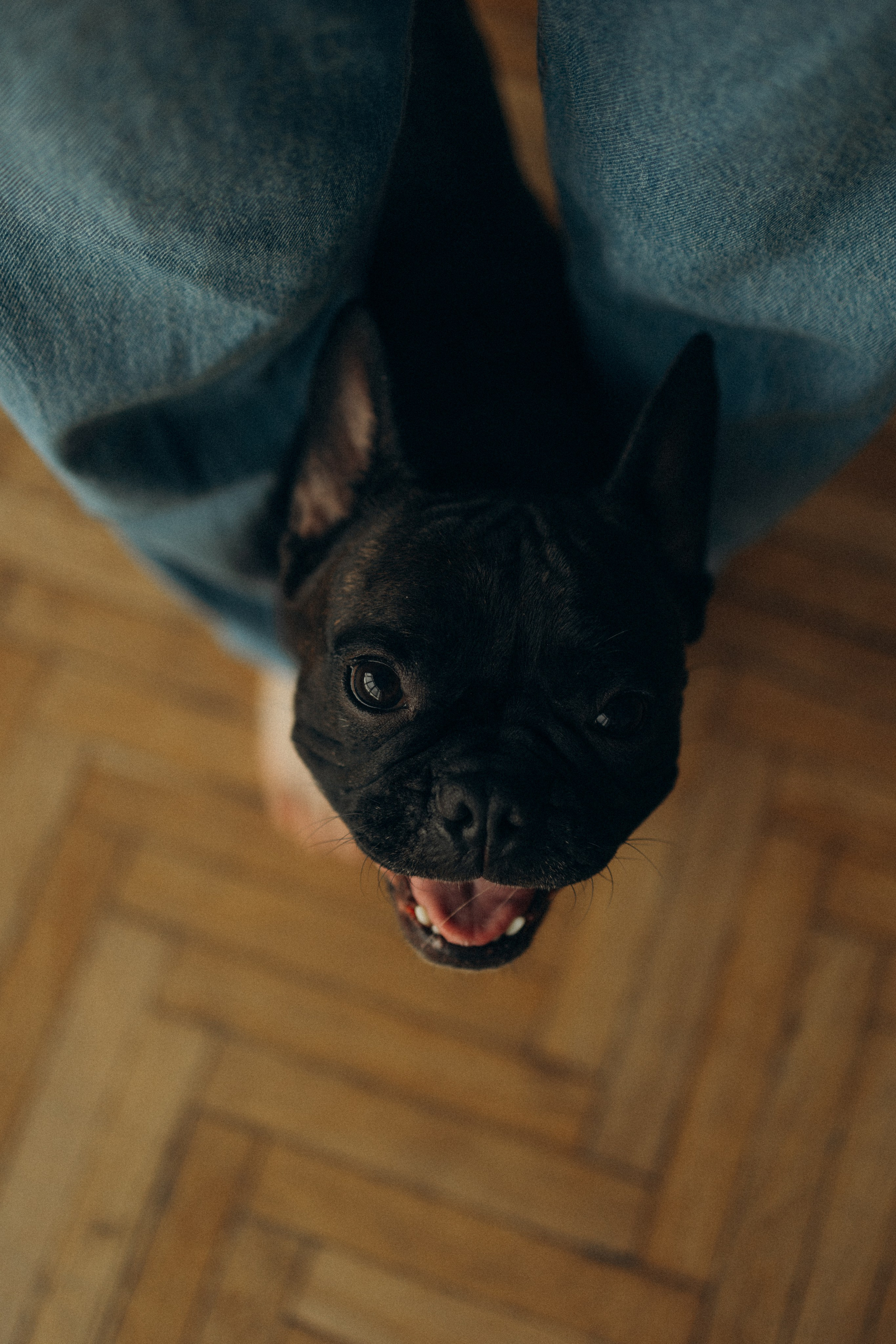 Алина и Луи. Фотораф — анималист Мария Шистка