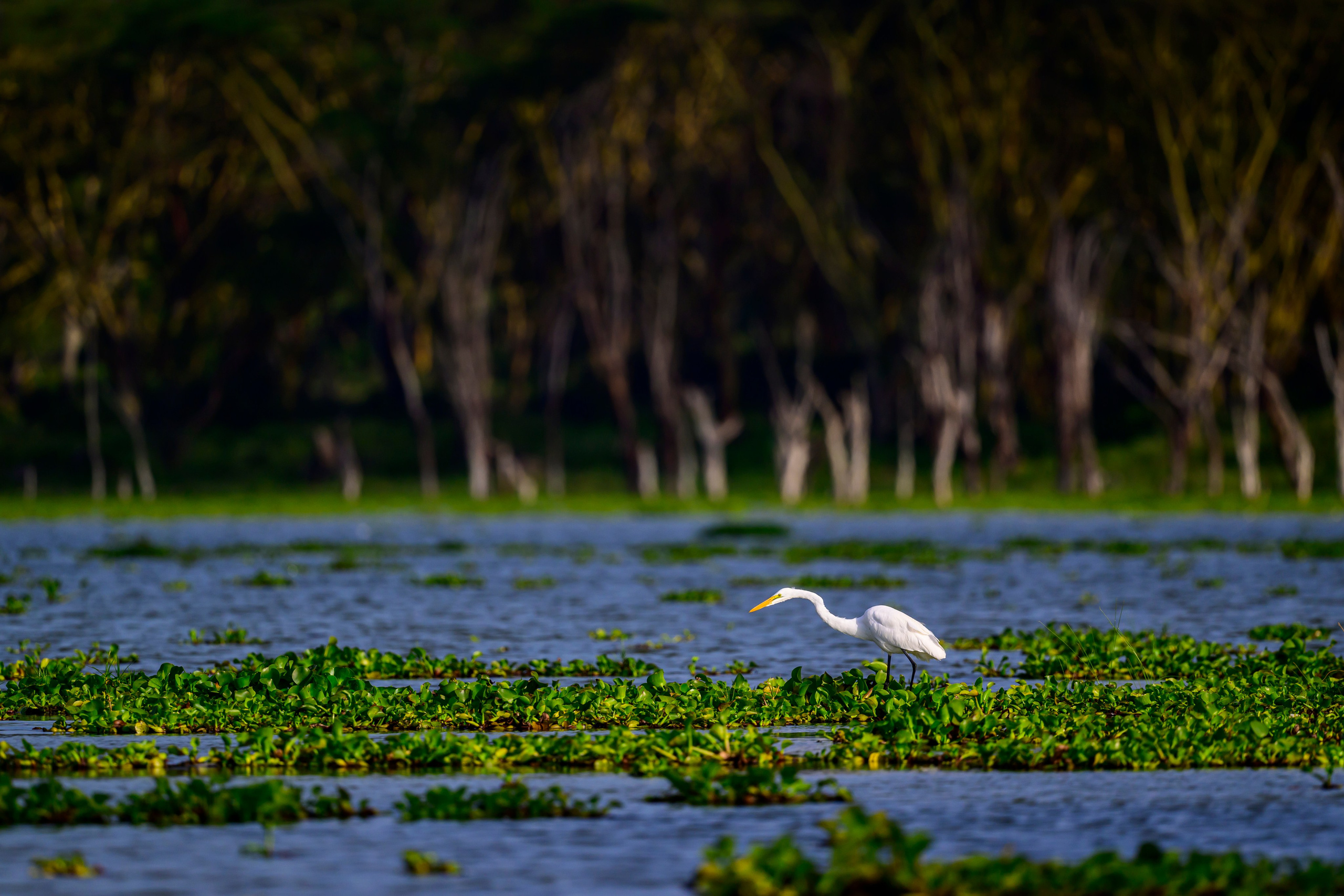 Цапли. Wildlife photography by Sergey Puponin
