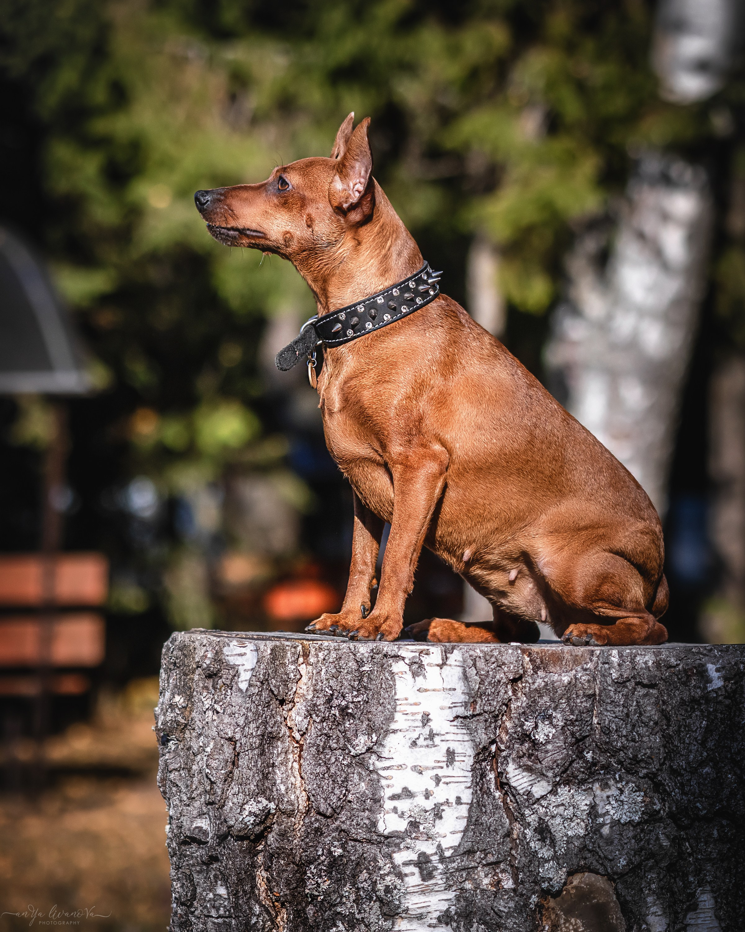 Мия — Тайсон — Марси и Лена. Фотограф анималист Аня Ливанова | Рыбинск
