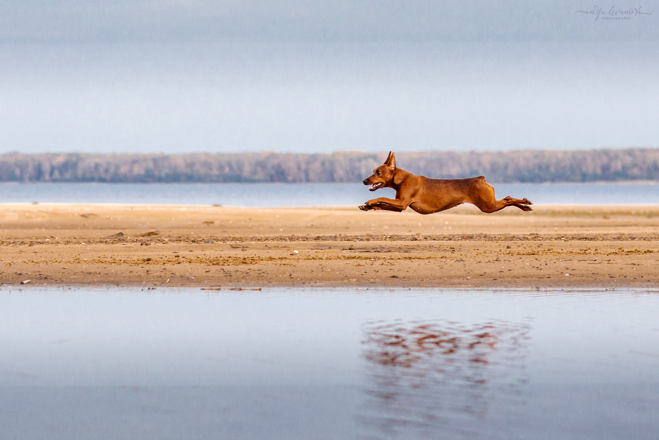 Киви на берегу. Фотограф анималист Аня Ливанова | Рыбинск