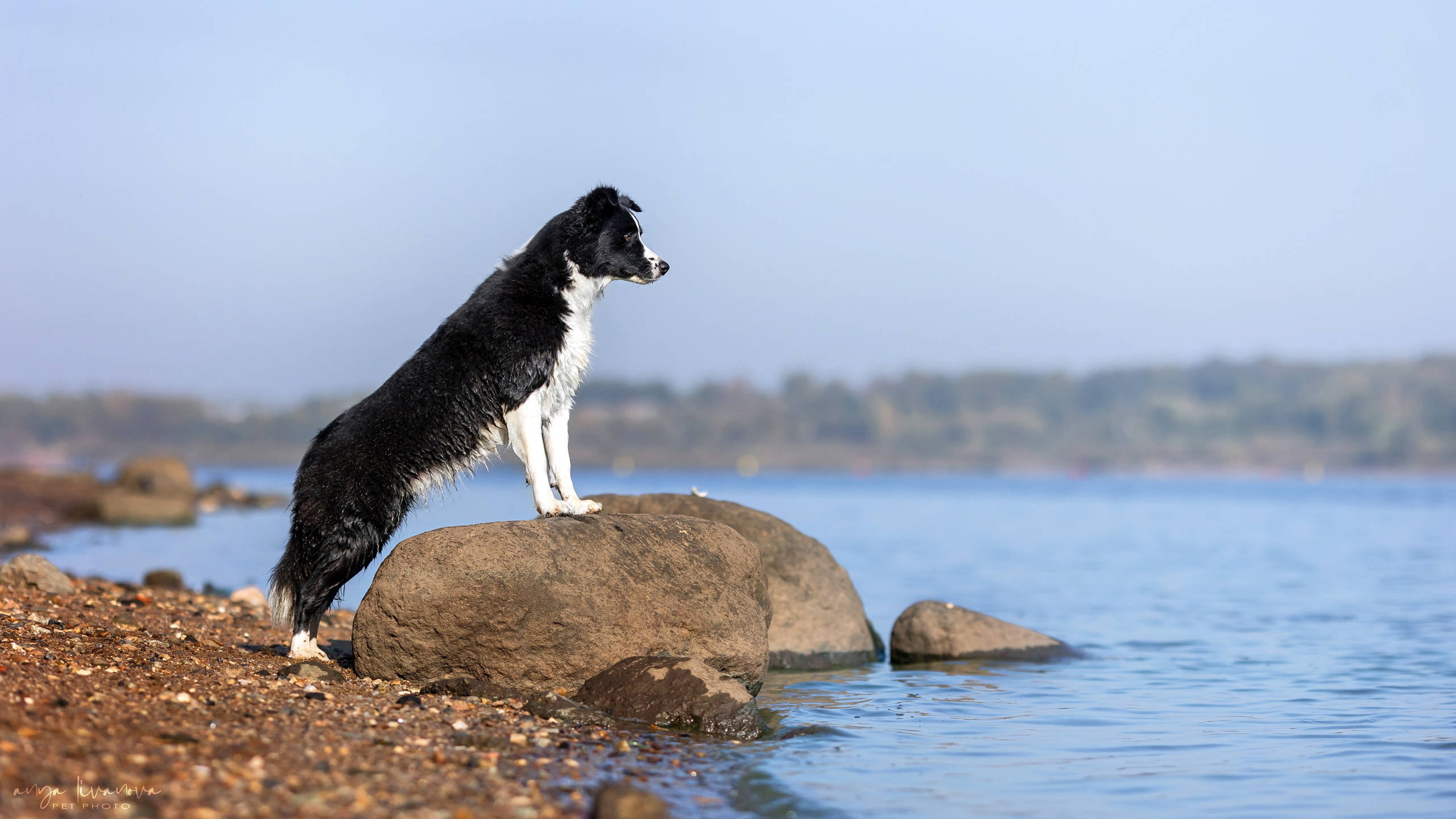 Алена и Майли. Фотограф анималист Аня Ливанова | Рыбинск