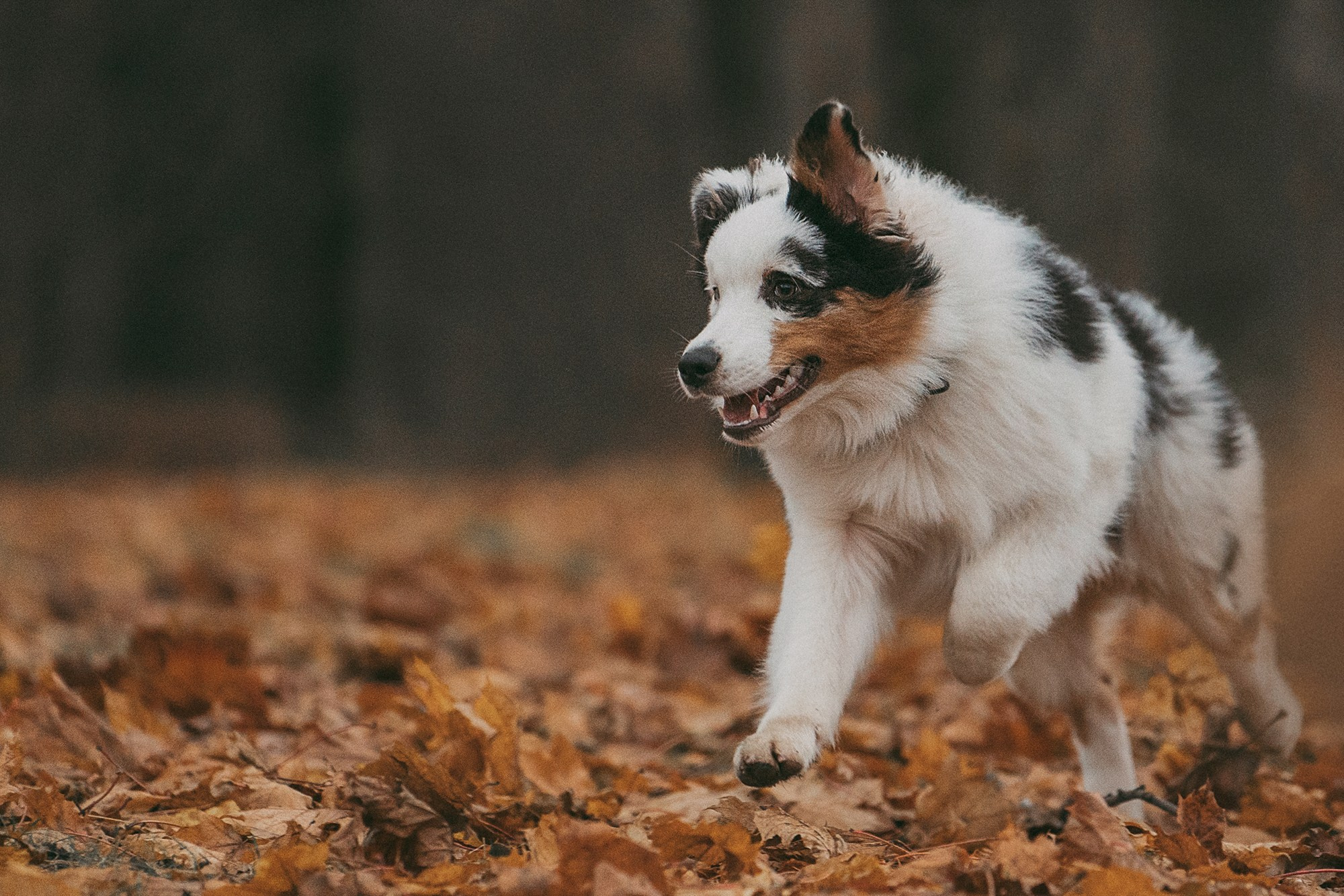 Лиза и Бублик. Фотограф анималист в Москве и Санкт-Петербурге Свиридова Анна