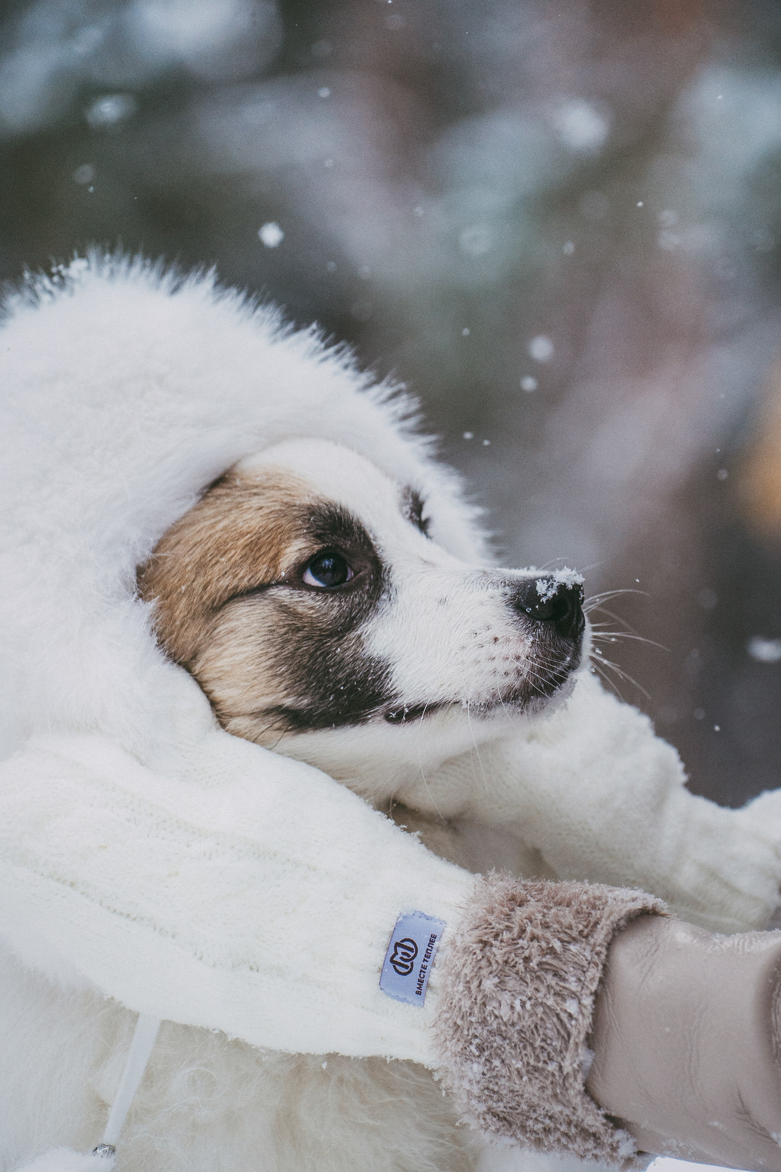 Катя, Анатолий и Елай. Фотограф анималист в Москве и Санкт-Петербурге Свиридова Анна