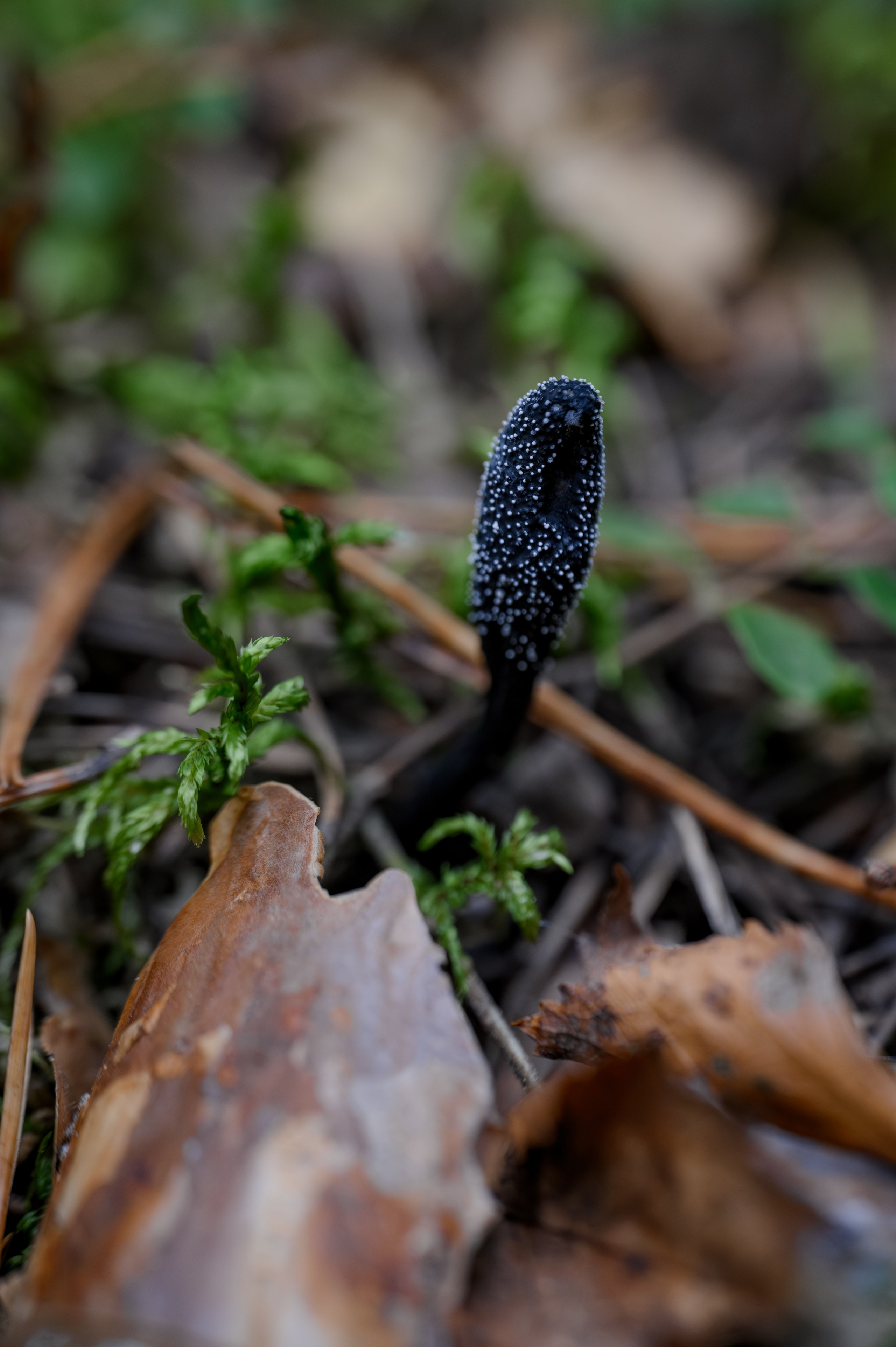 Грибочки. Фотограф Александр Смирнов