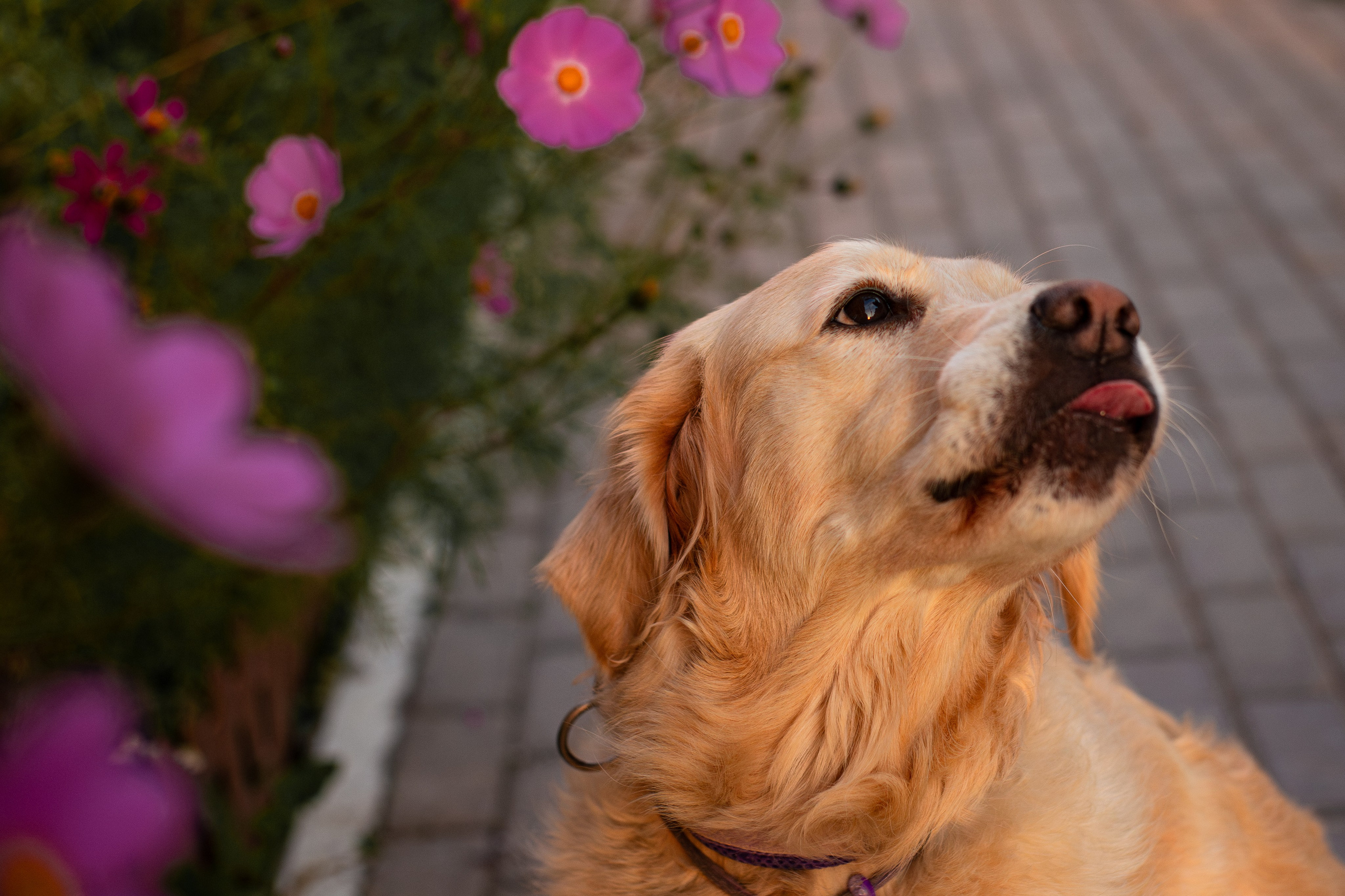 Юля и Мэй. Фотограф-анималист Мария Баркевич | Москва
